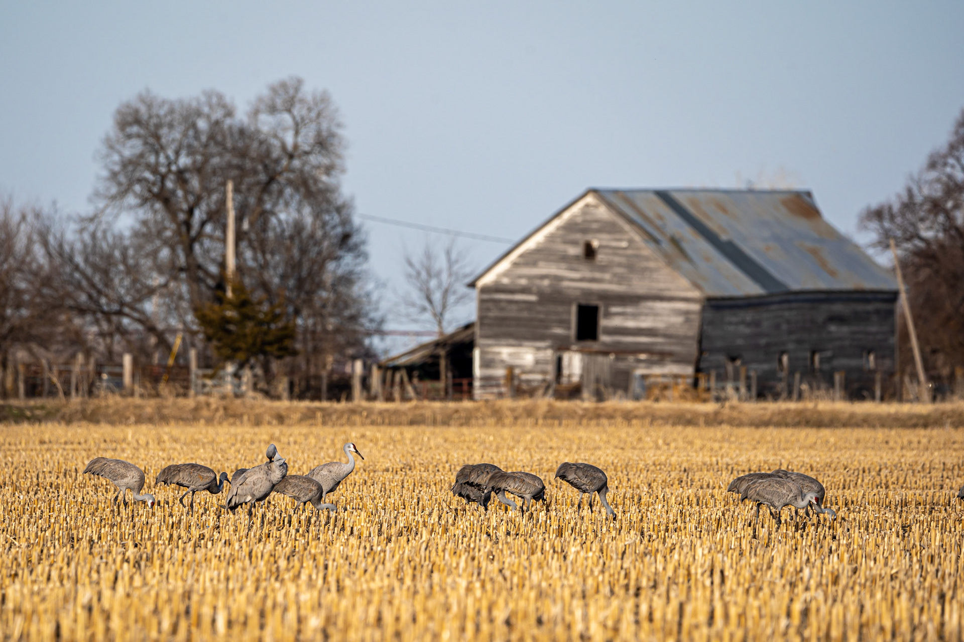 Sandhill Cranes and an Abandoned Barn