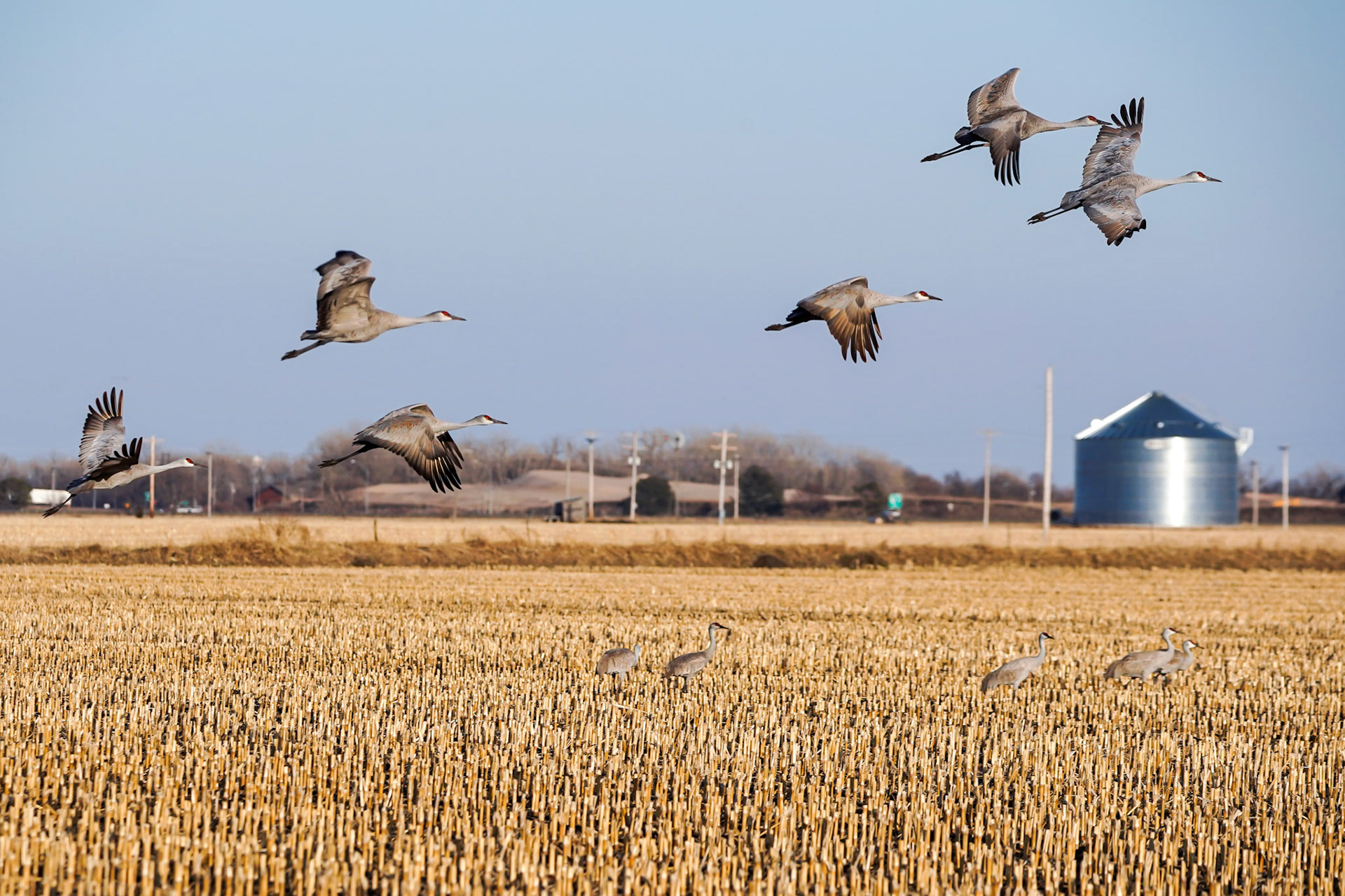 Sandhill Cranes and Silo