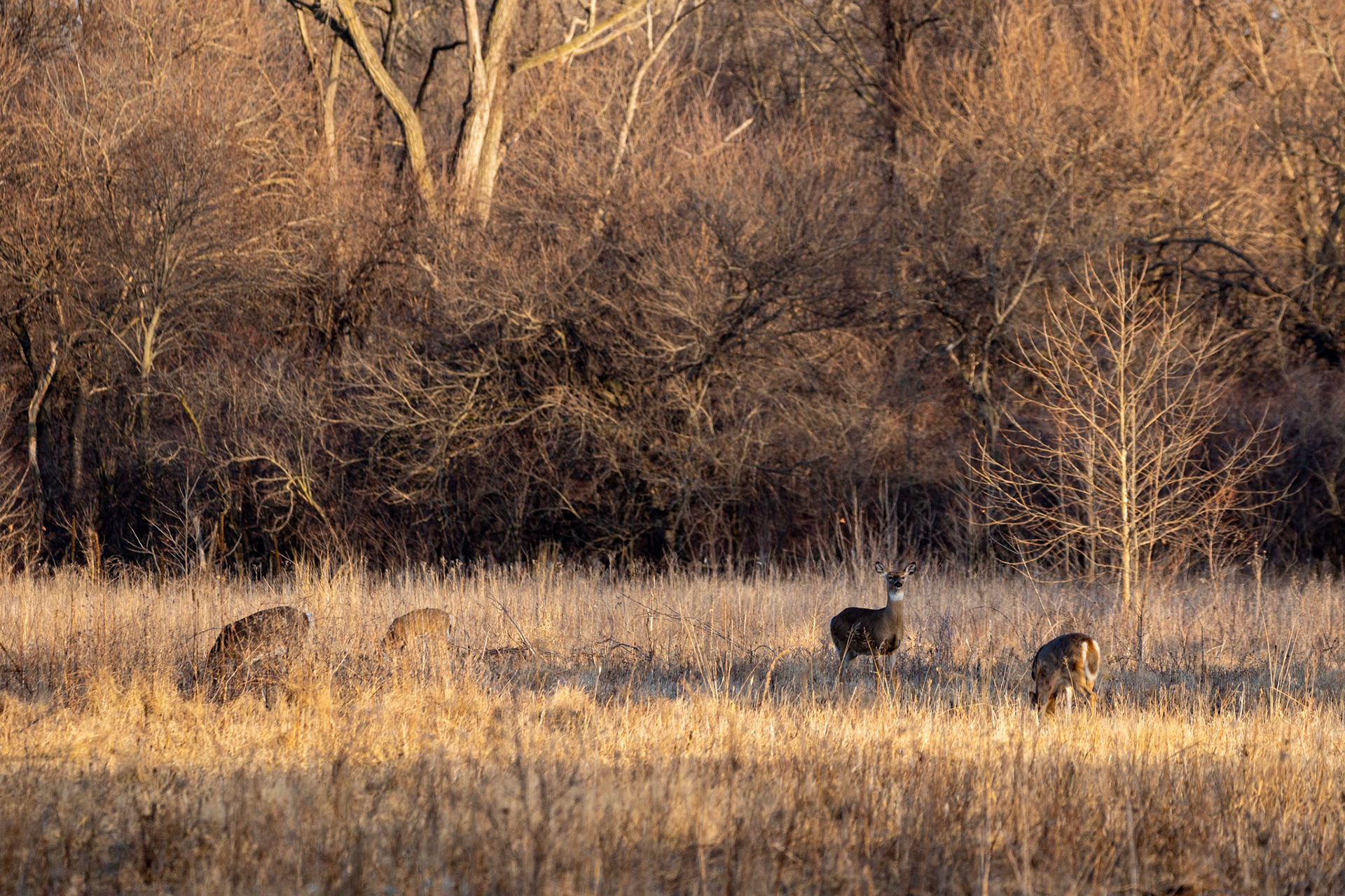 Deer at Dusk, DeSoto NWR, Nebraska