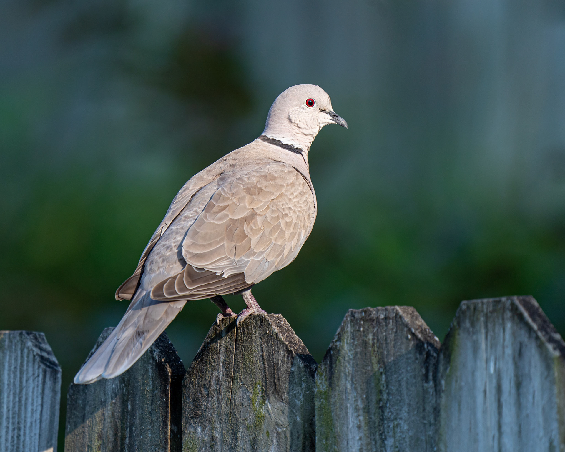 Dove at Dusk