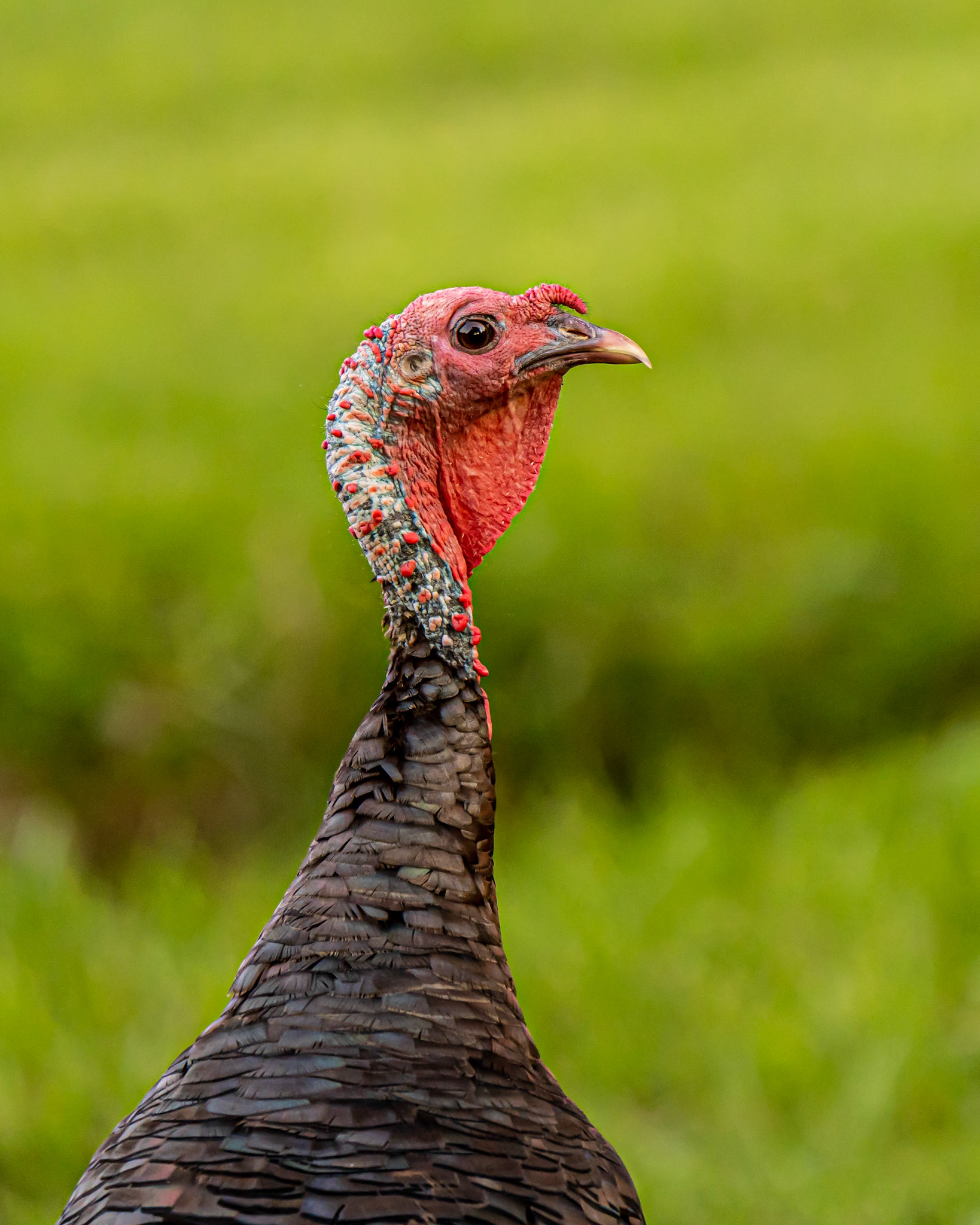 Turkey in the Field