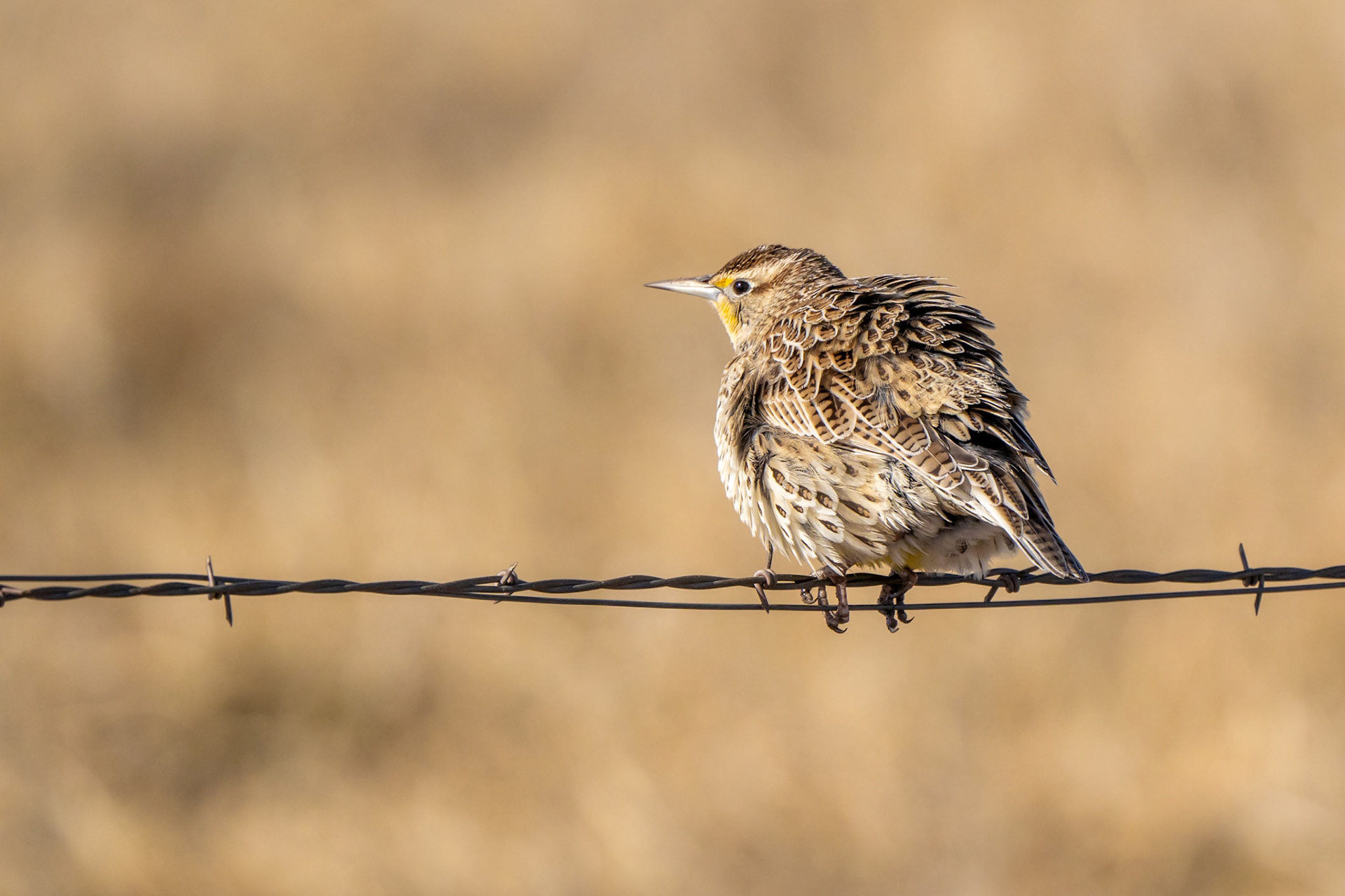 Western Meadowlark in the Wind