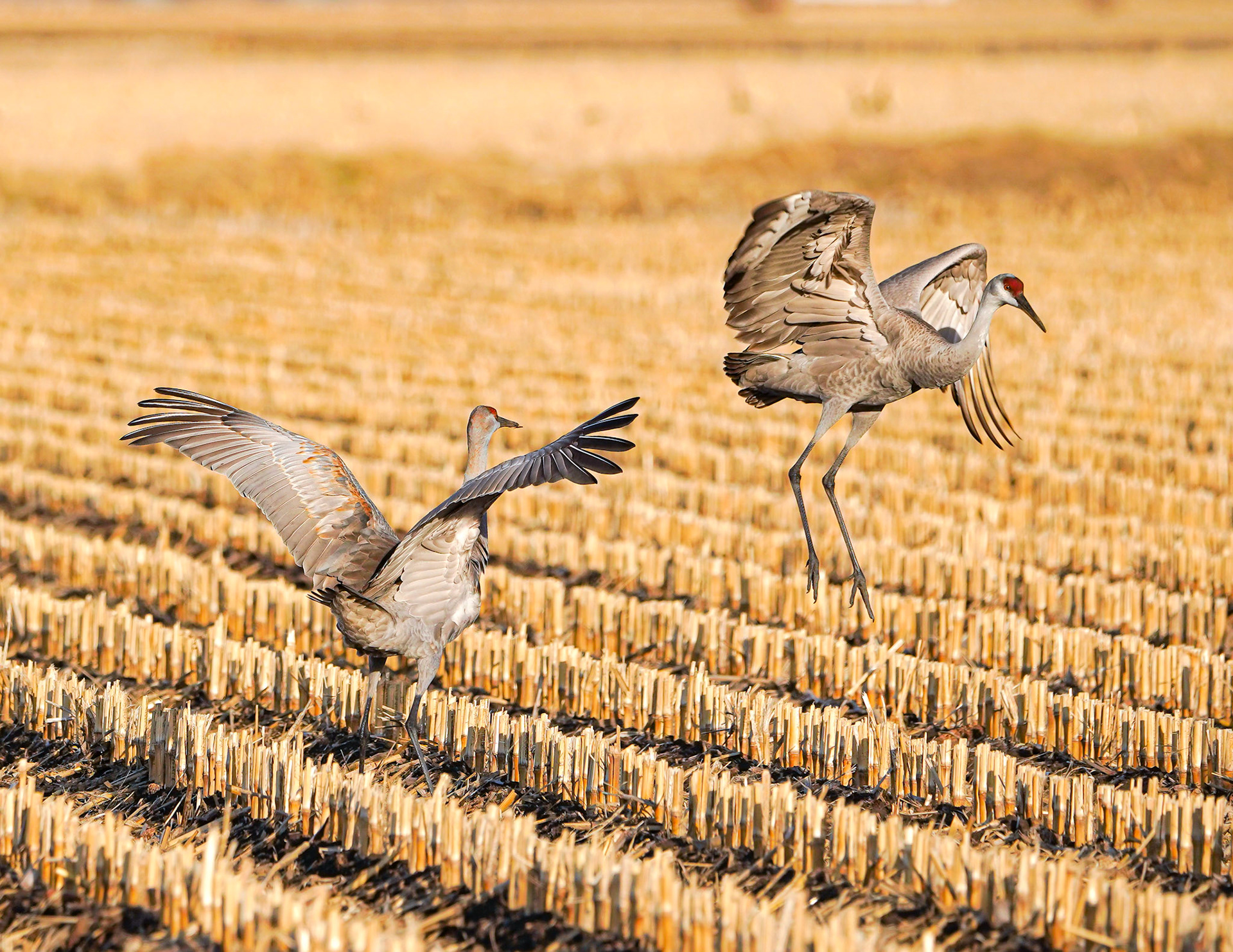 These were part of the famous Sandhill Crane migration in central Nebraska- 80% of the world's sandhill crane population converge in this one area, and it's a sight to behold!