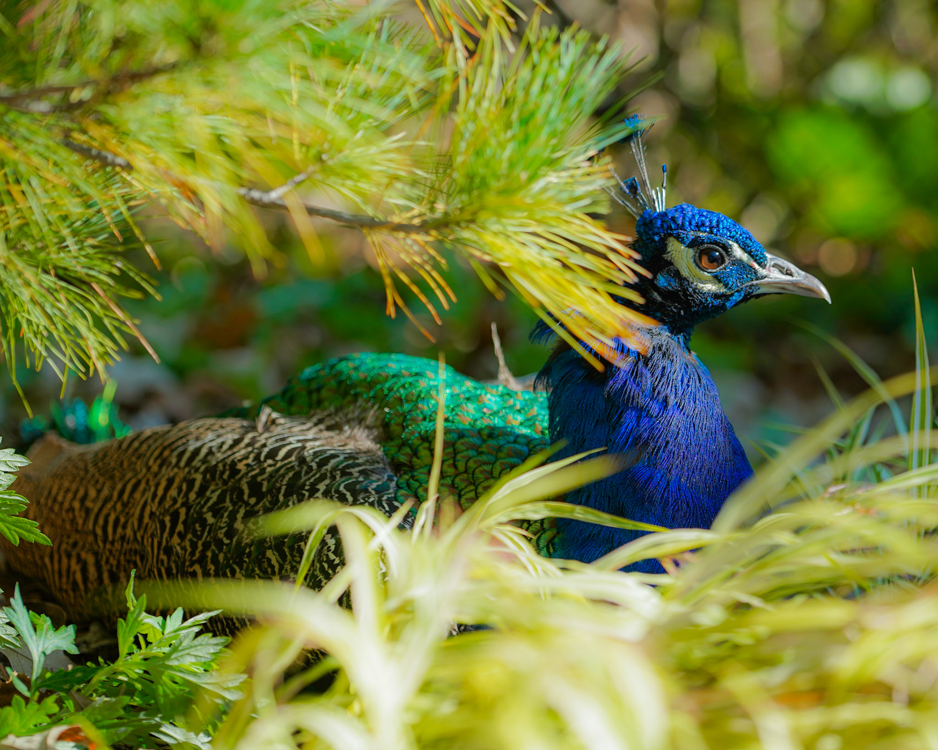 Peacock Under a Tree