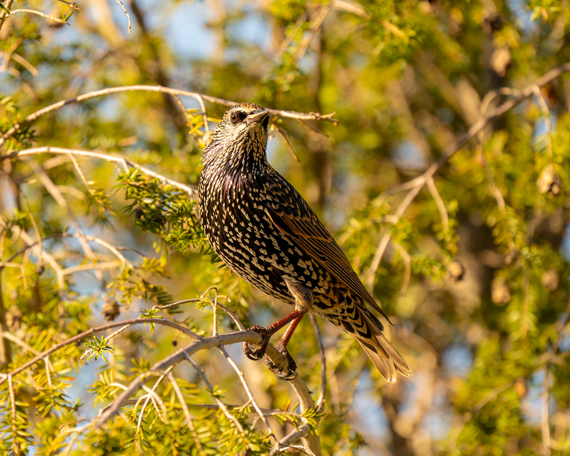 Snobby Starling