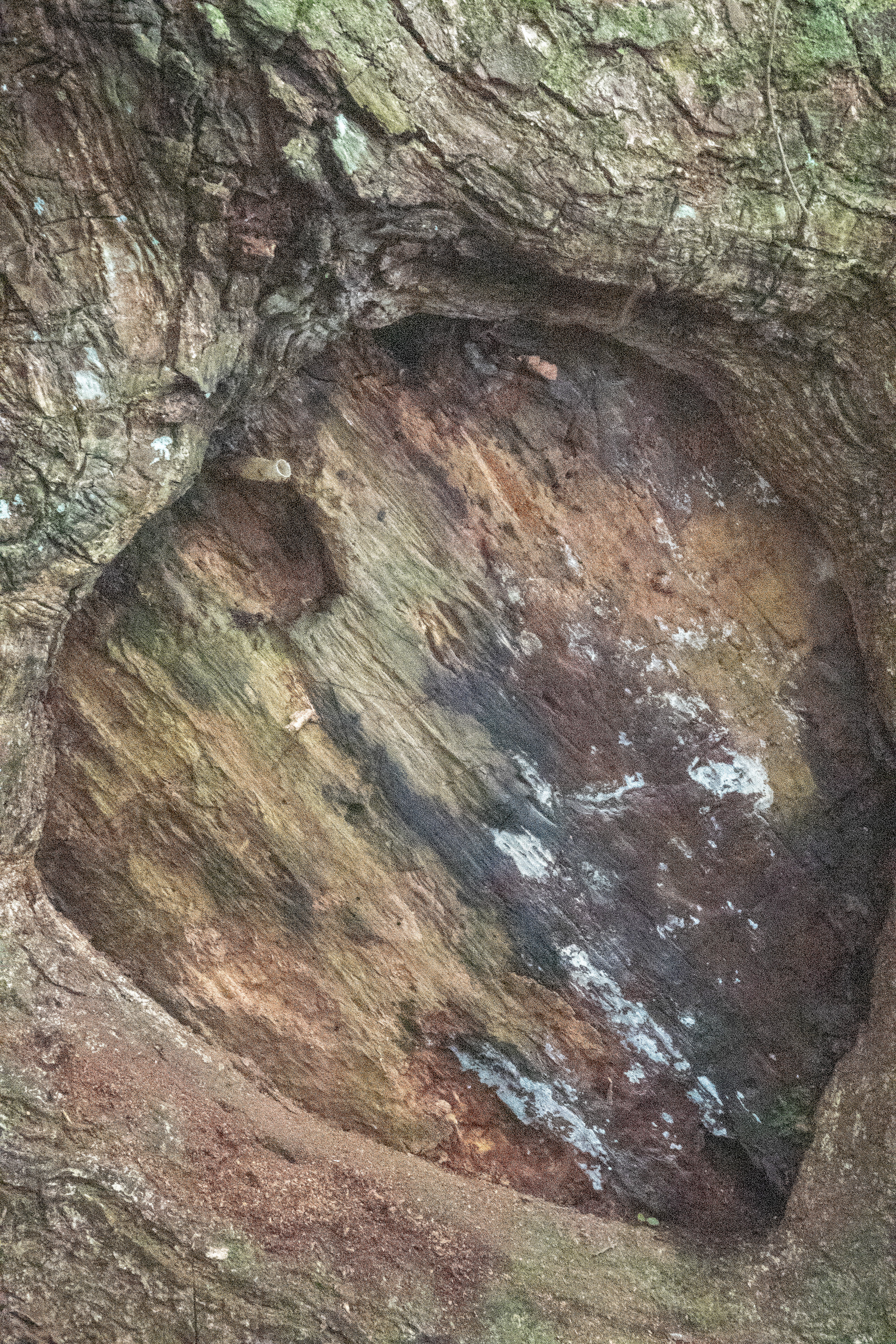 Beehive in a Cedar Tree