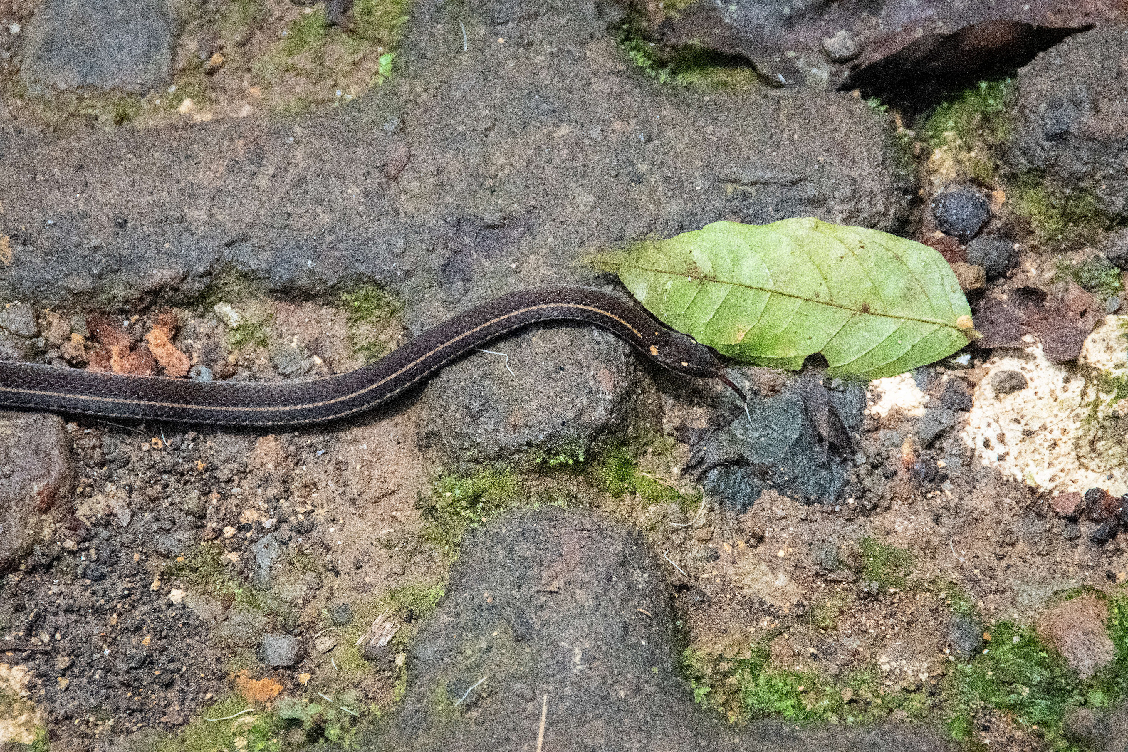 Just ran into this guy, moving across the path during our hike.