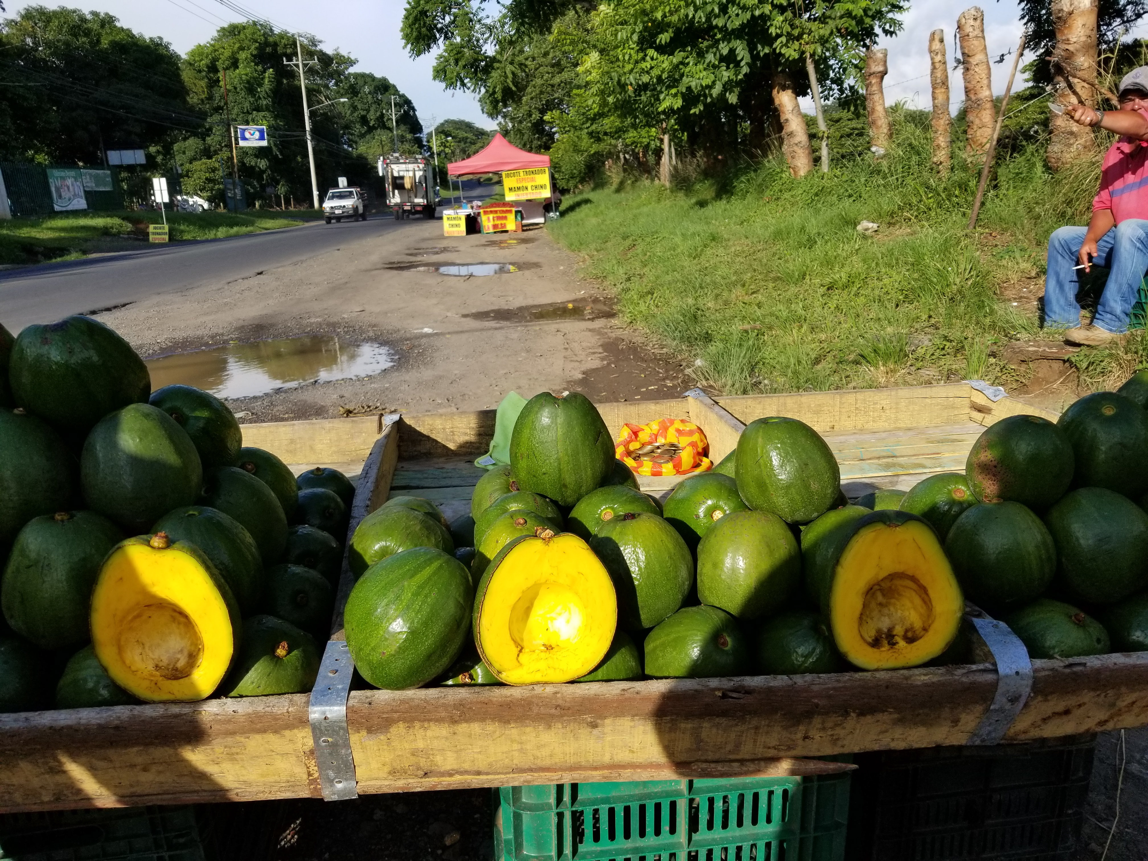 The Biggest Avocados Ever!