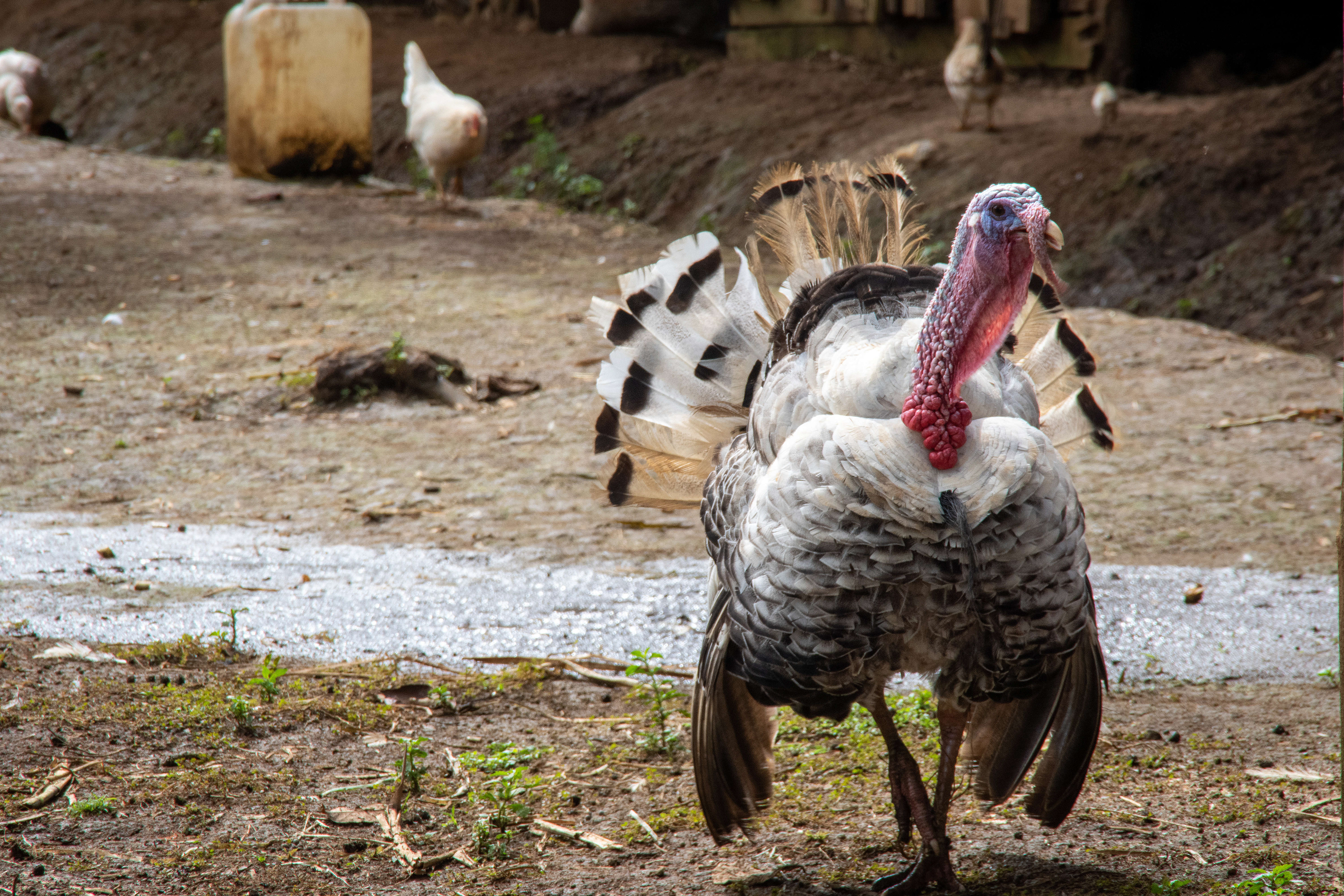 Gobble..gobble...gobble.