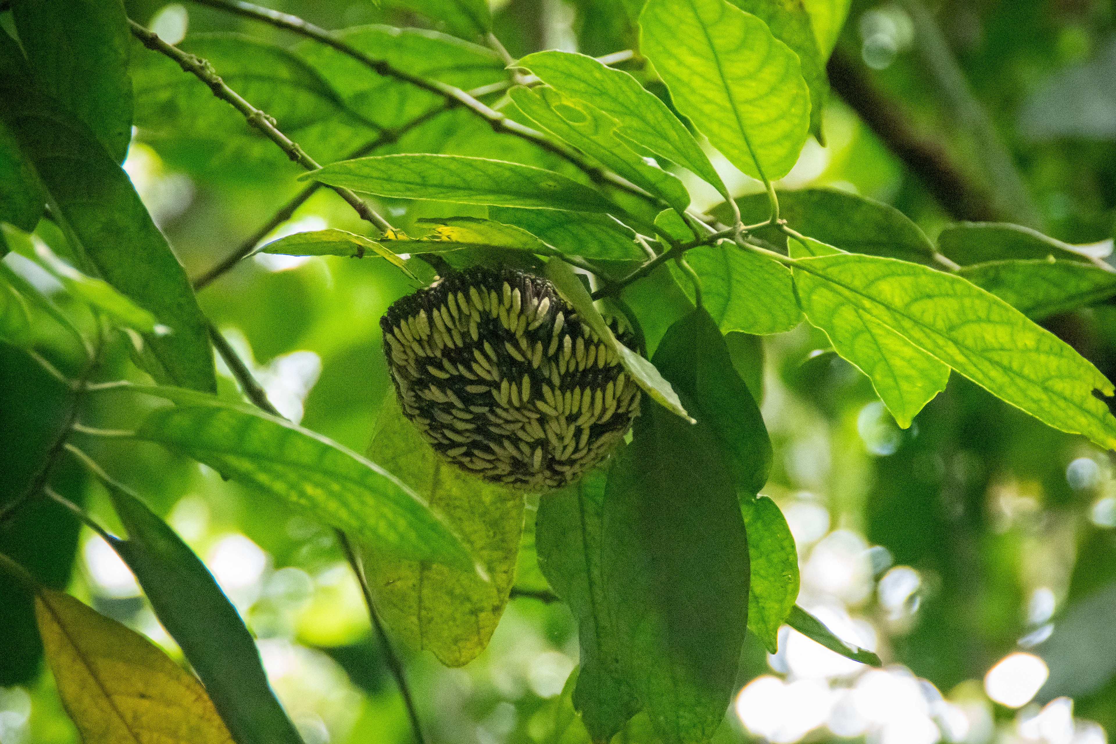 Wasp nest.  Zoom in and you can see each wasp.