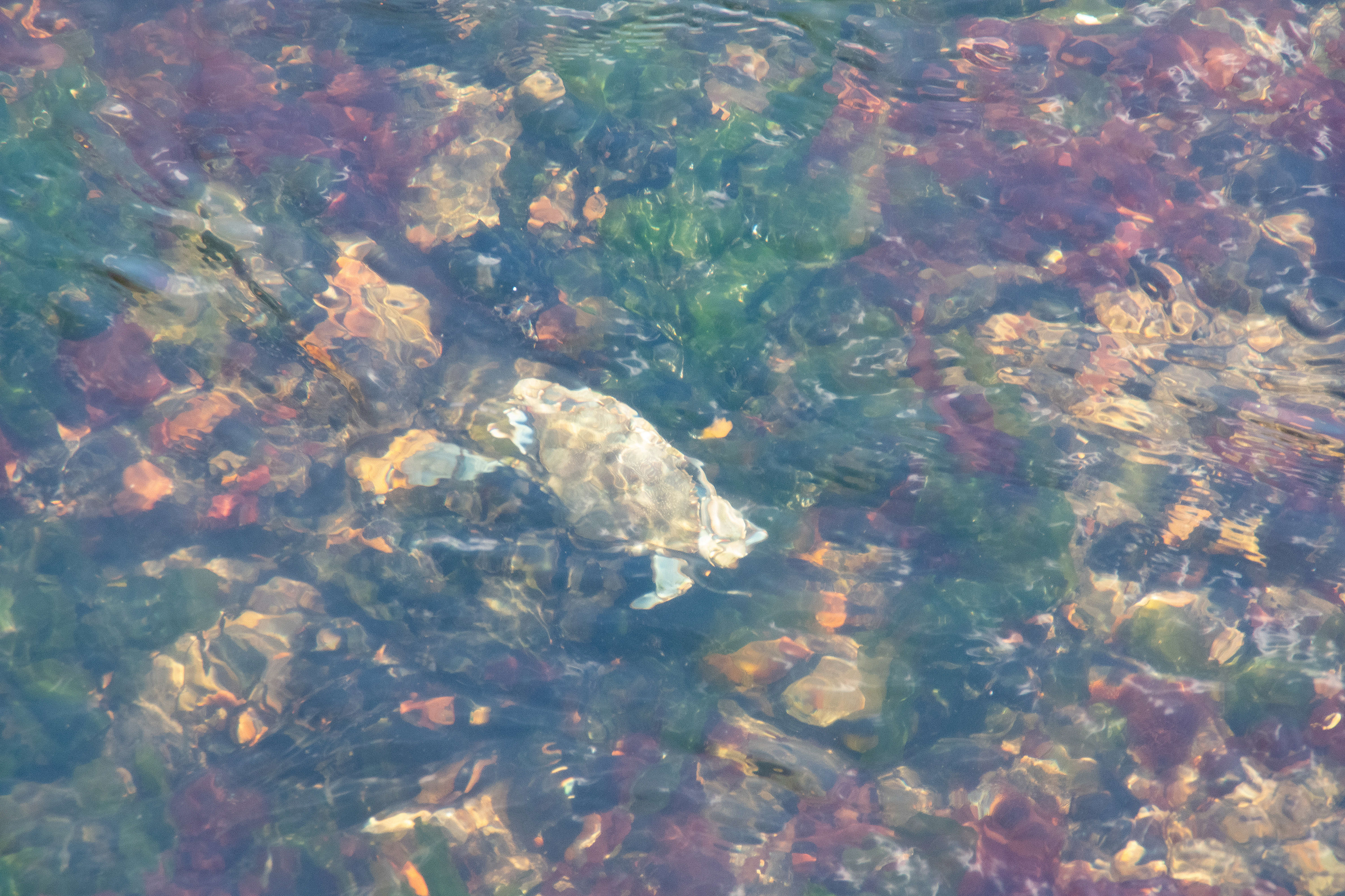 Can you spot the crab?