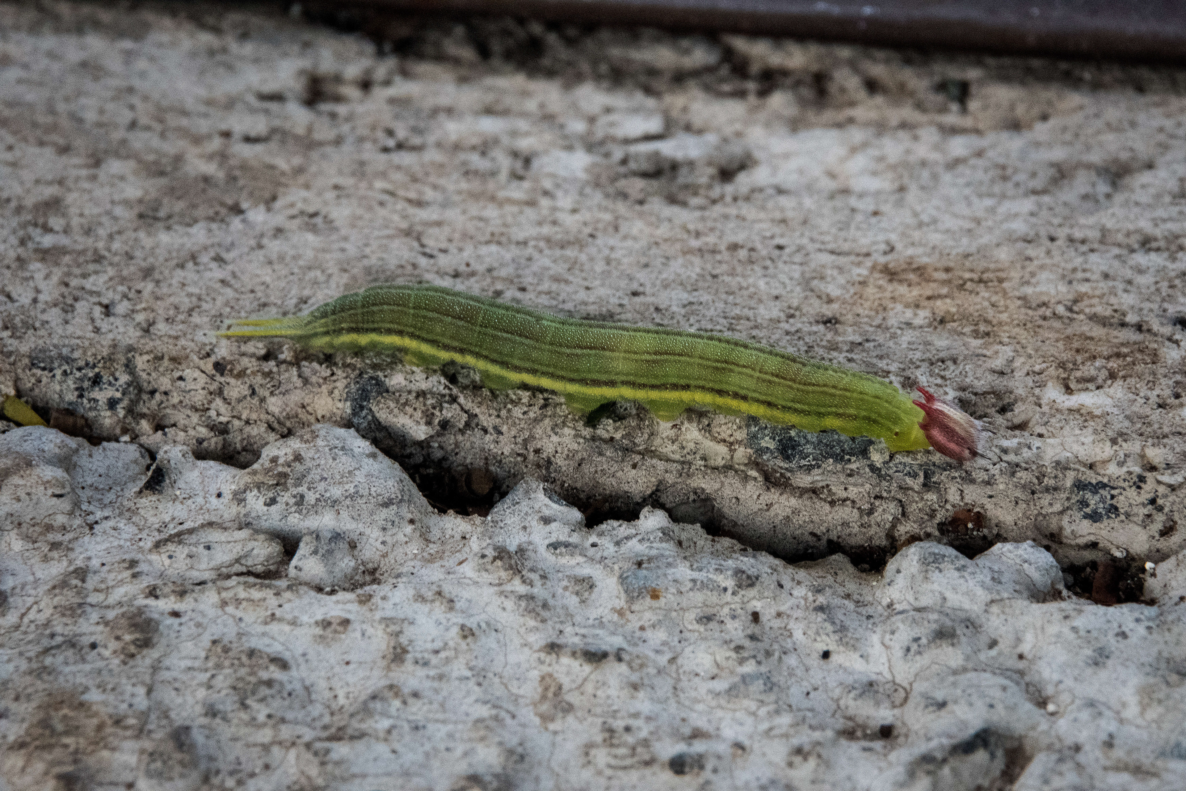 Caterpillar