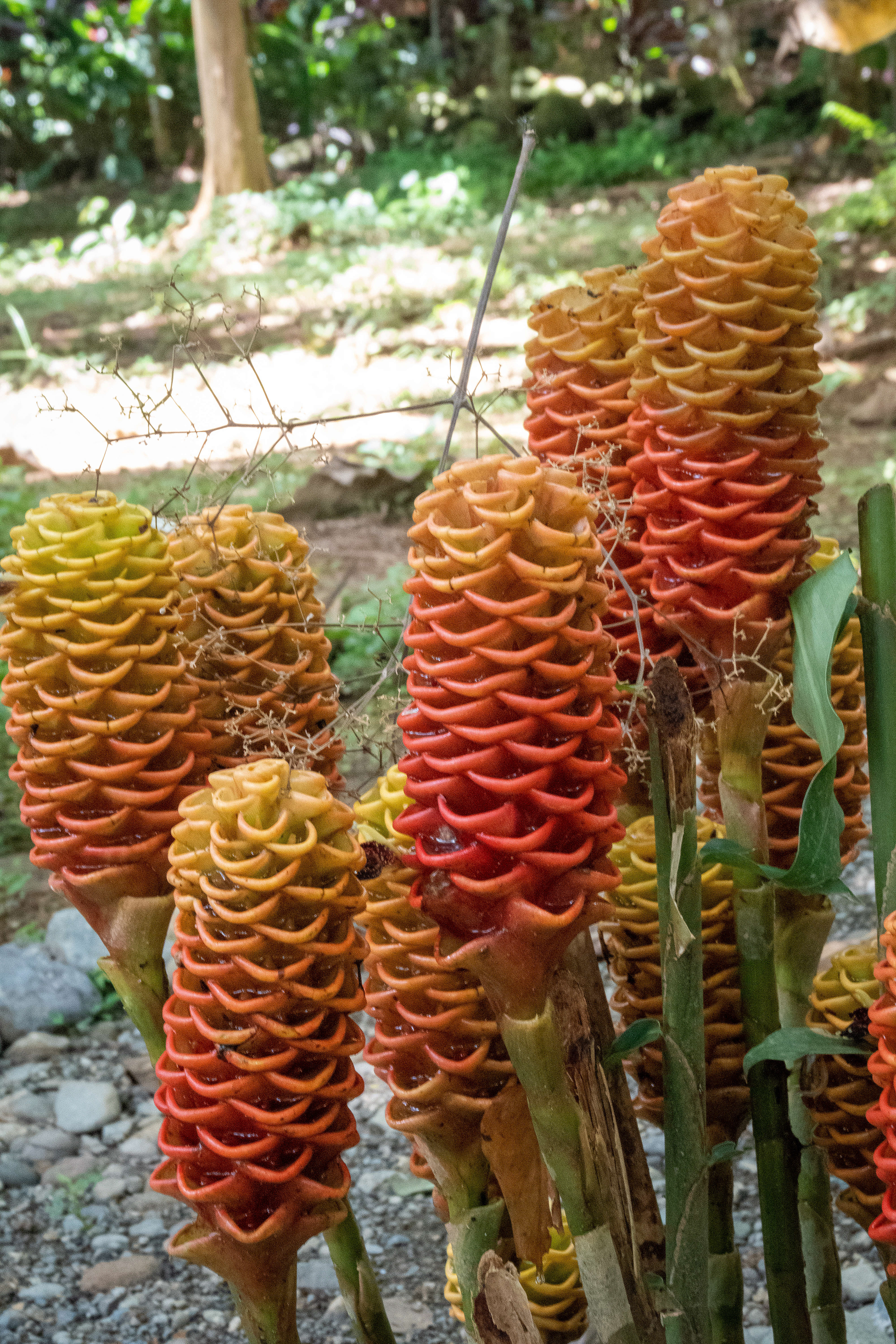 Ginger Shampoo Plant