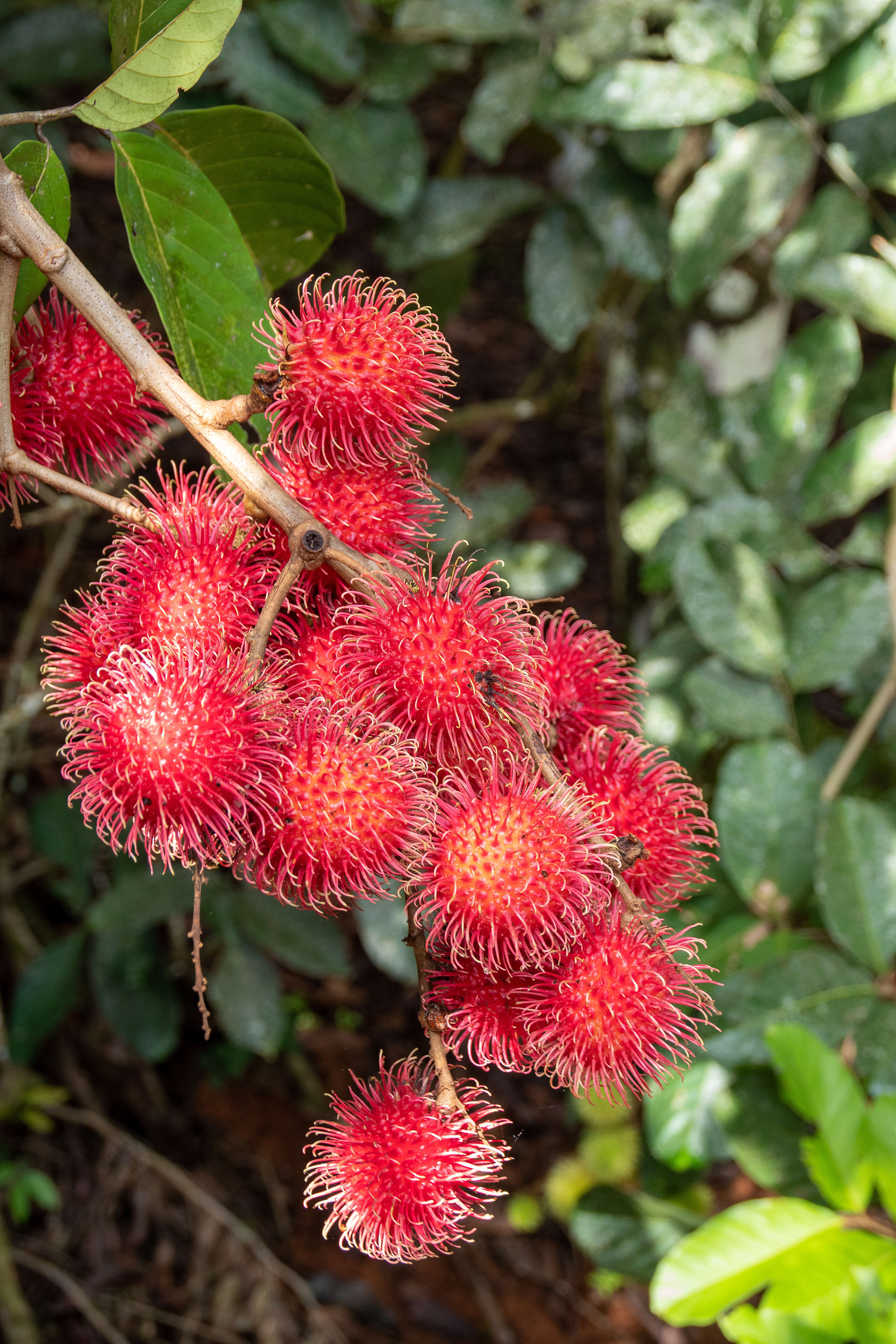 Mamones... one of the best fruits in the world!