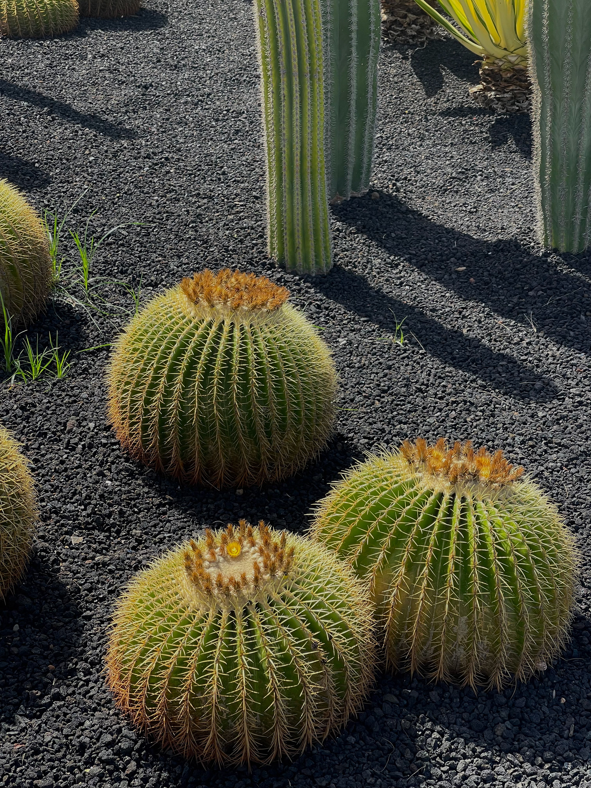 Cactus