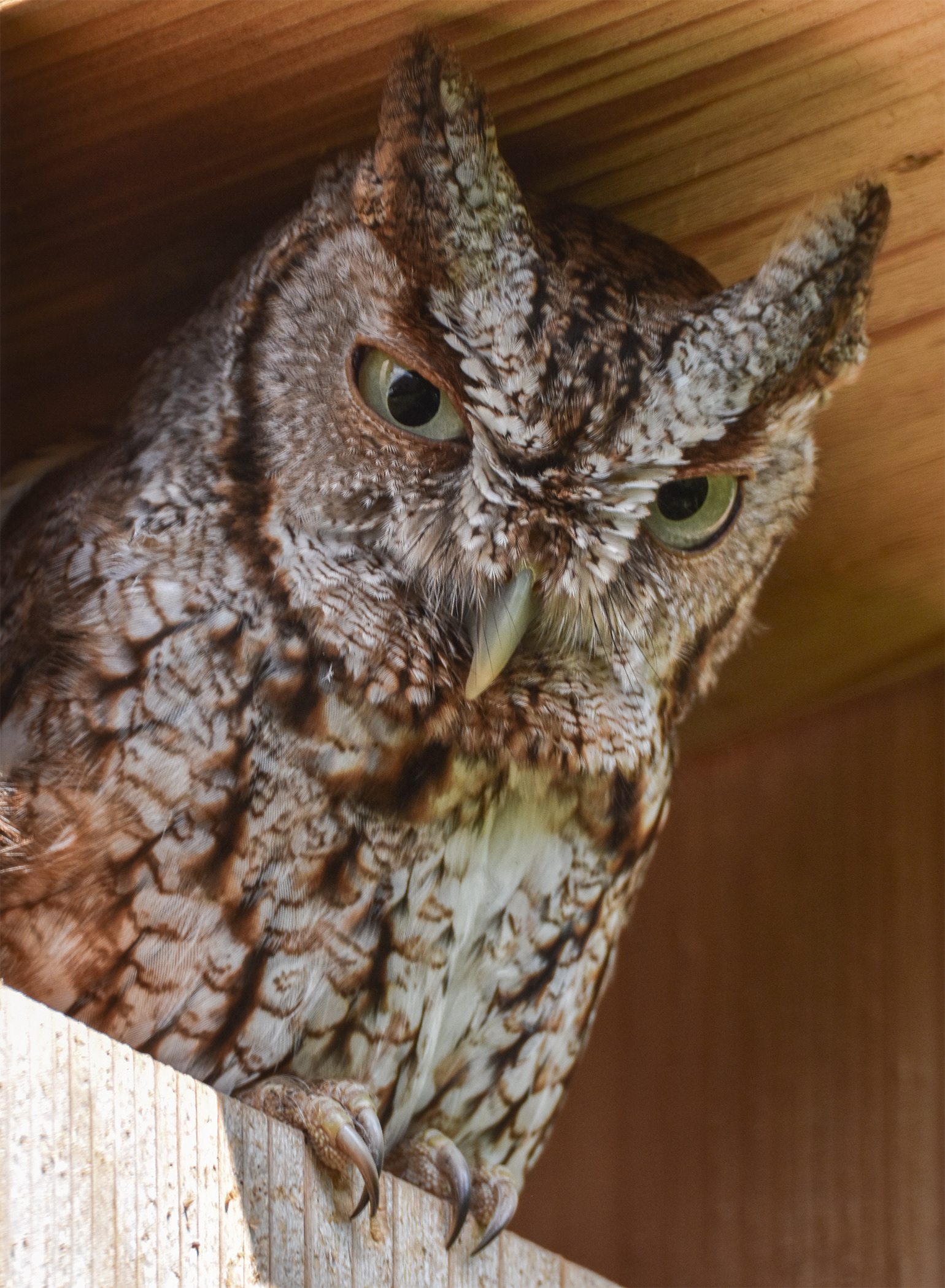 Screech Owl, West Melbourne Yard