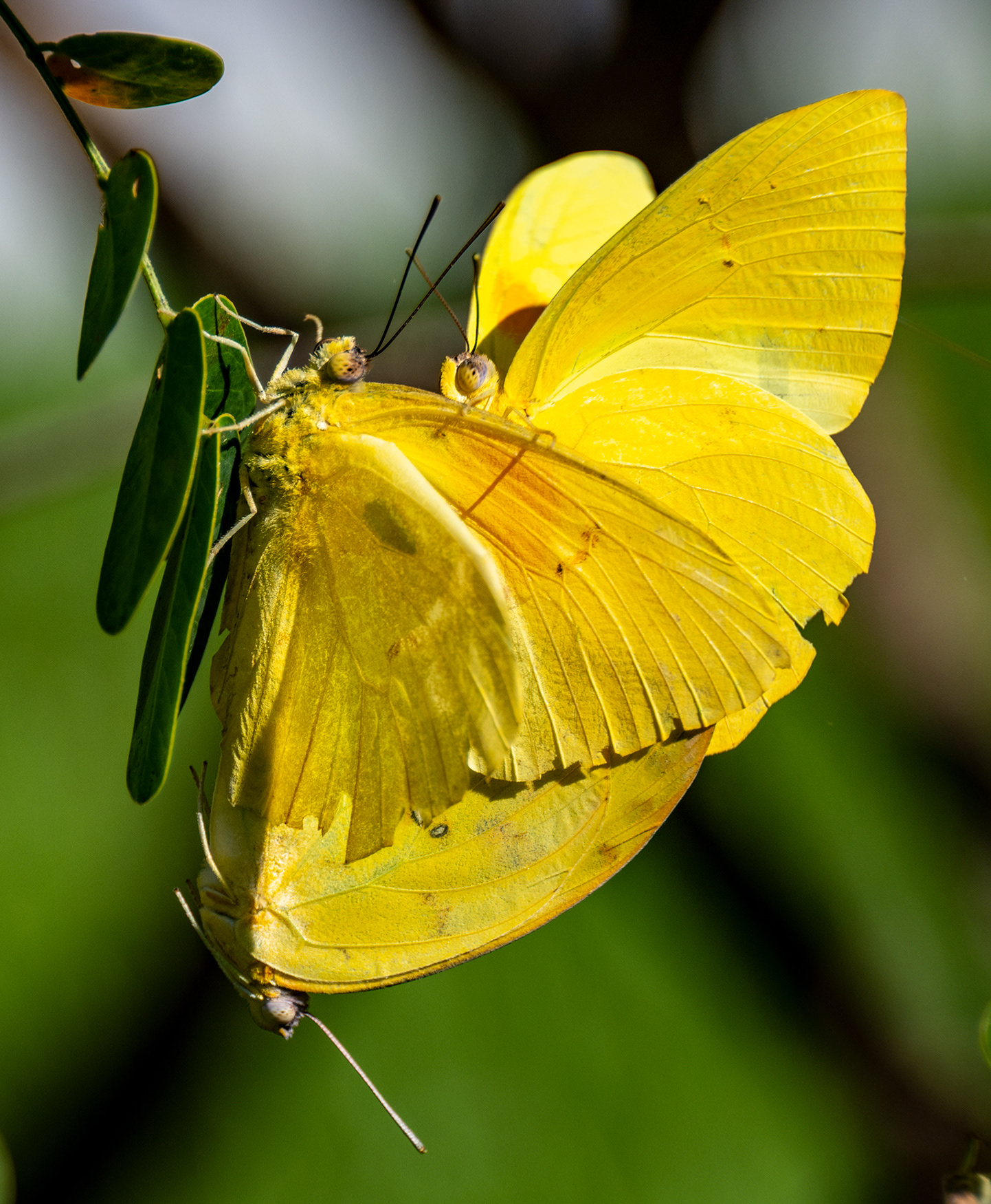 A Pair of Orange-barred Butterflies Mate while a Second Male Intrudes, West Melbourne Yard