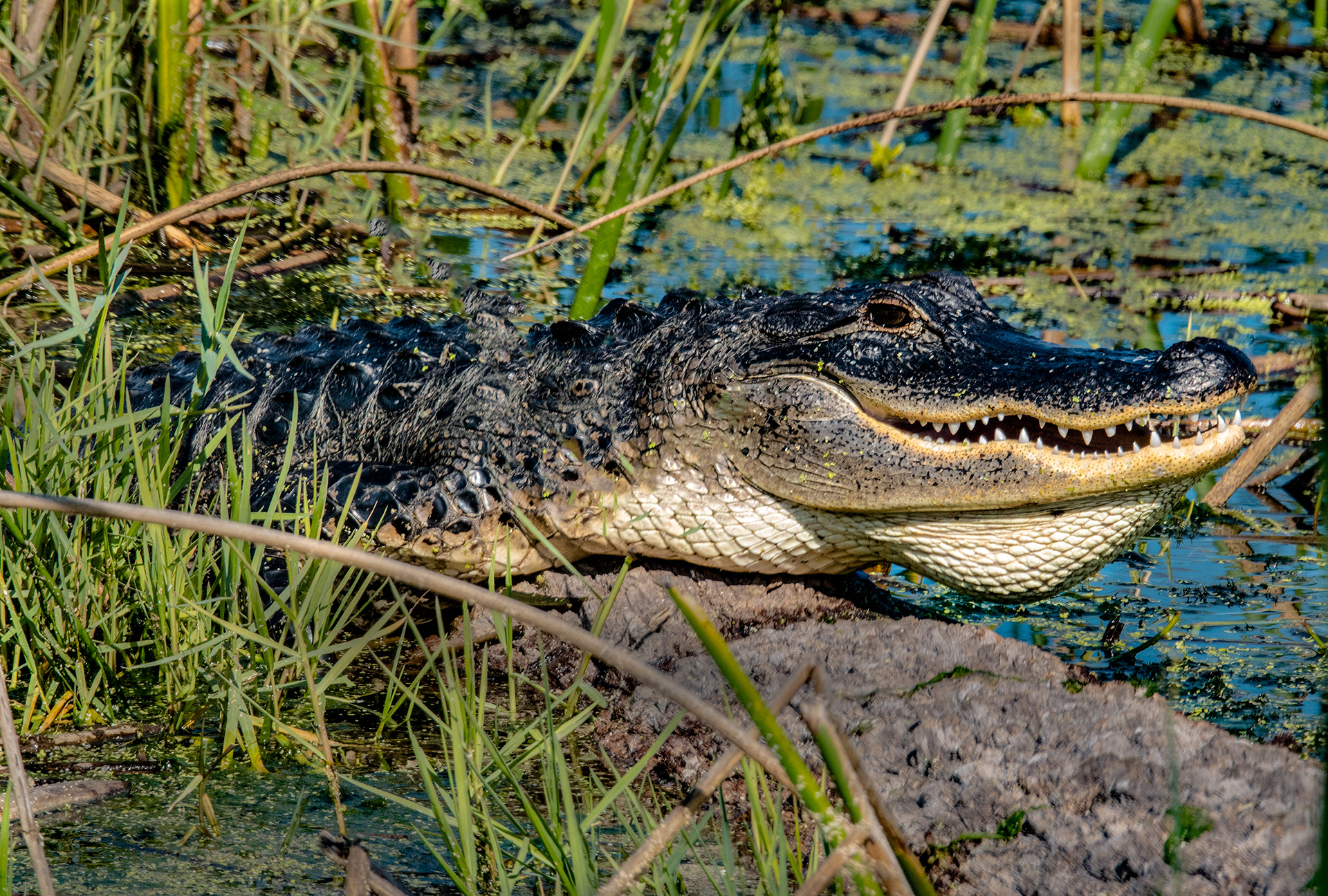Alligator, Viera Wetlands, Florida
