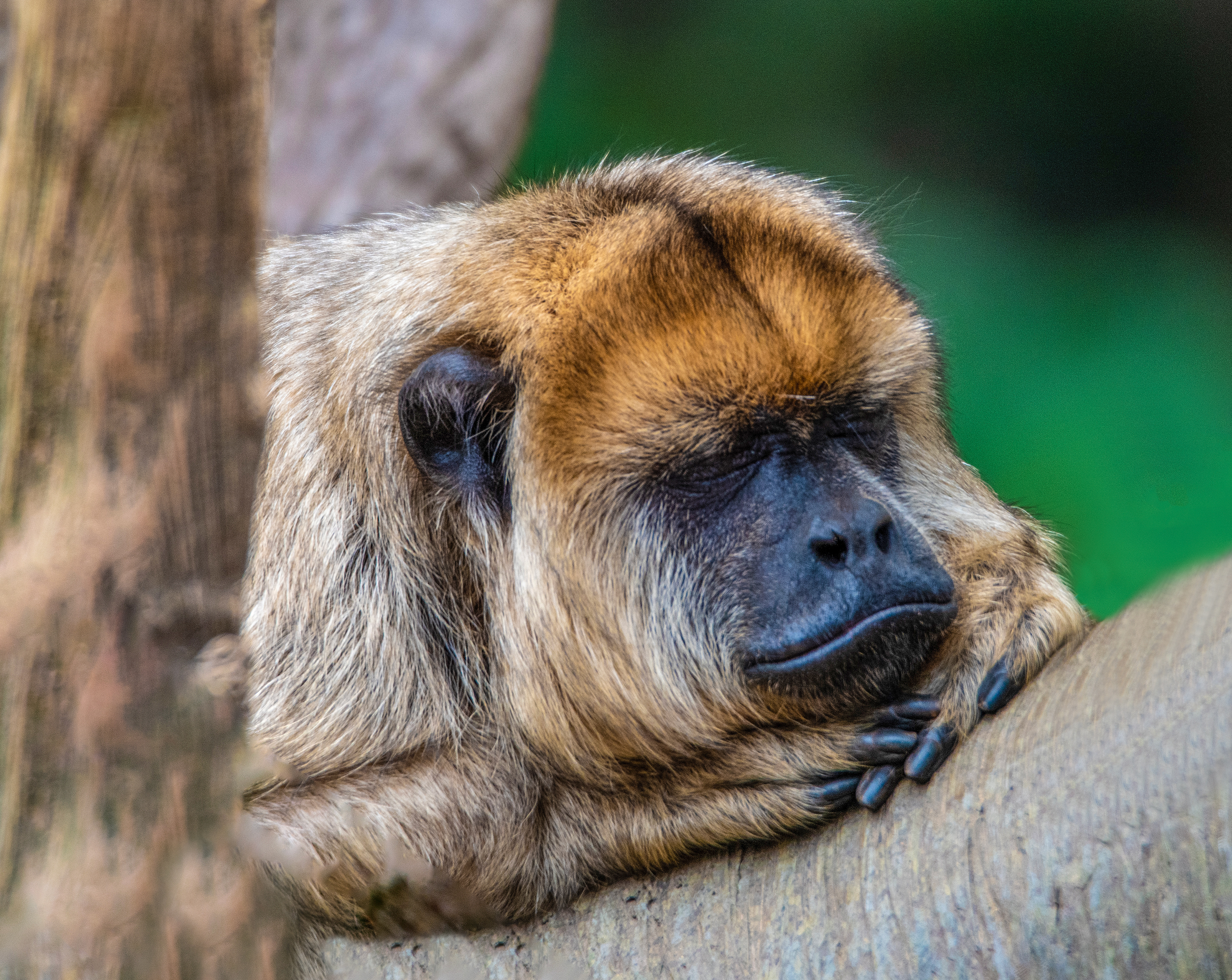 Sleeping Monkey,Omaha's Henry Doorly Zoo and Aquarium