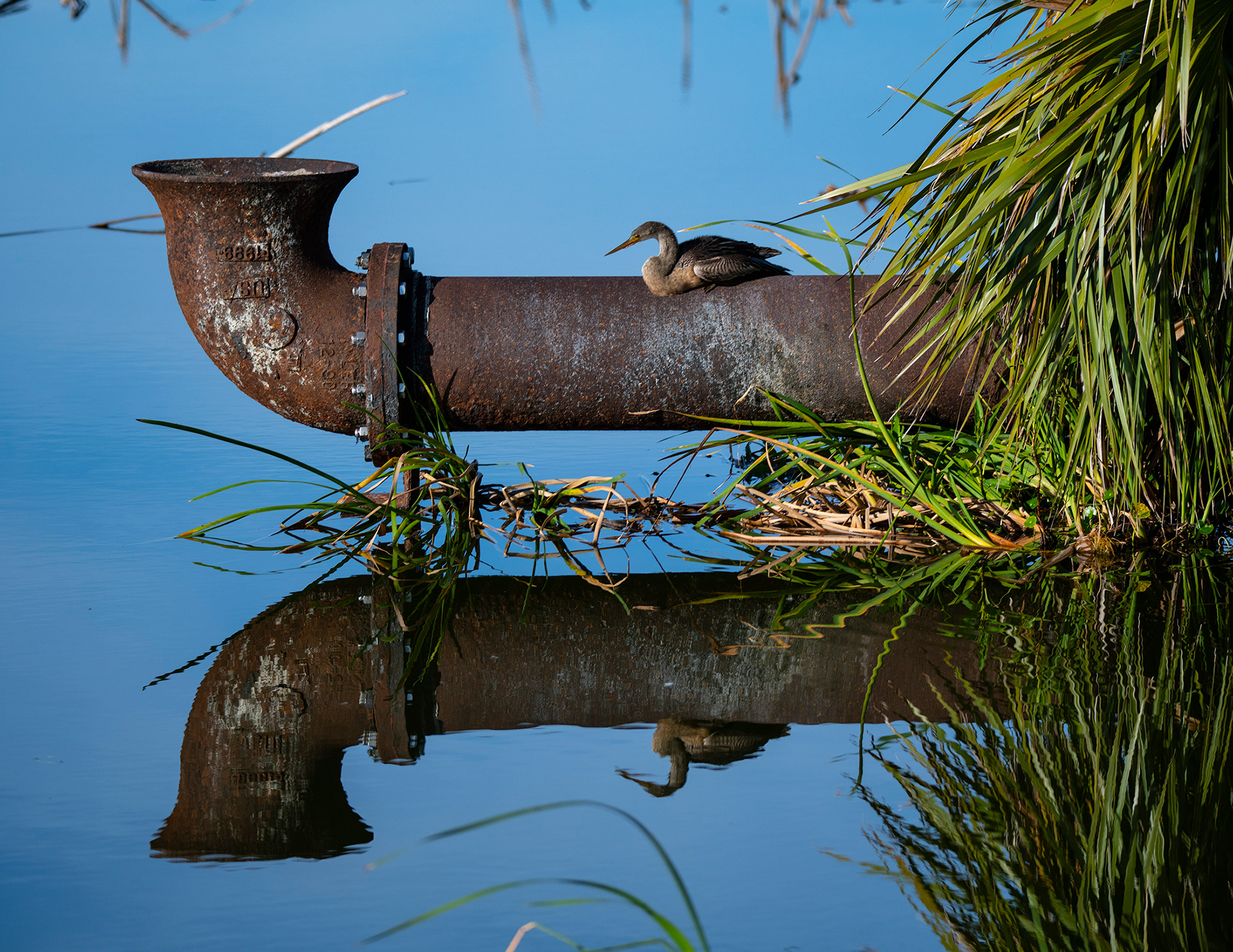 Steampunk Anhinga, Viera Wetlands, Florida