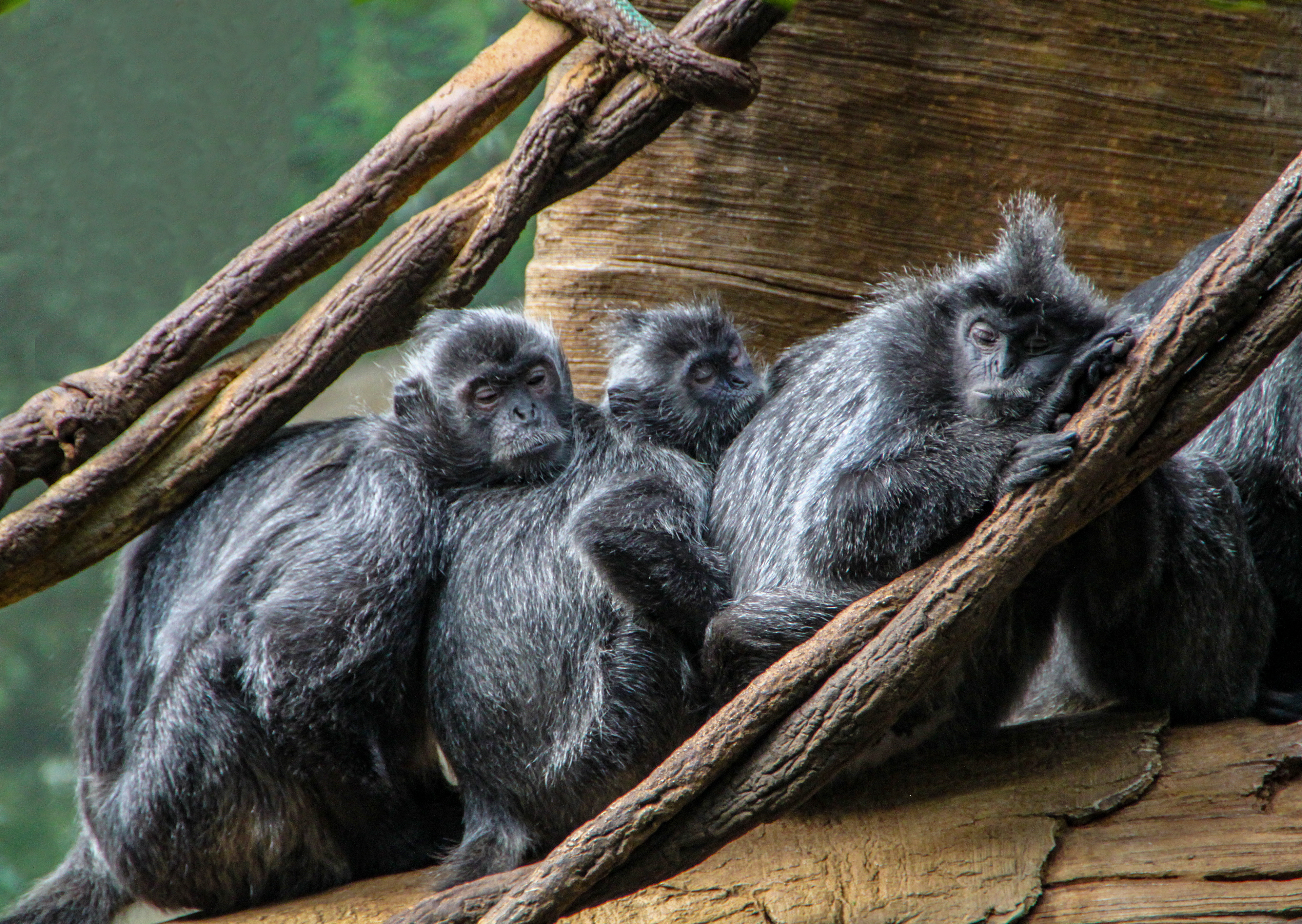 Sleeping Spider Monkeys, Bronx Zoo