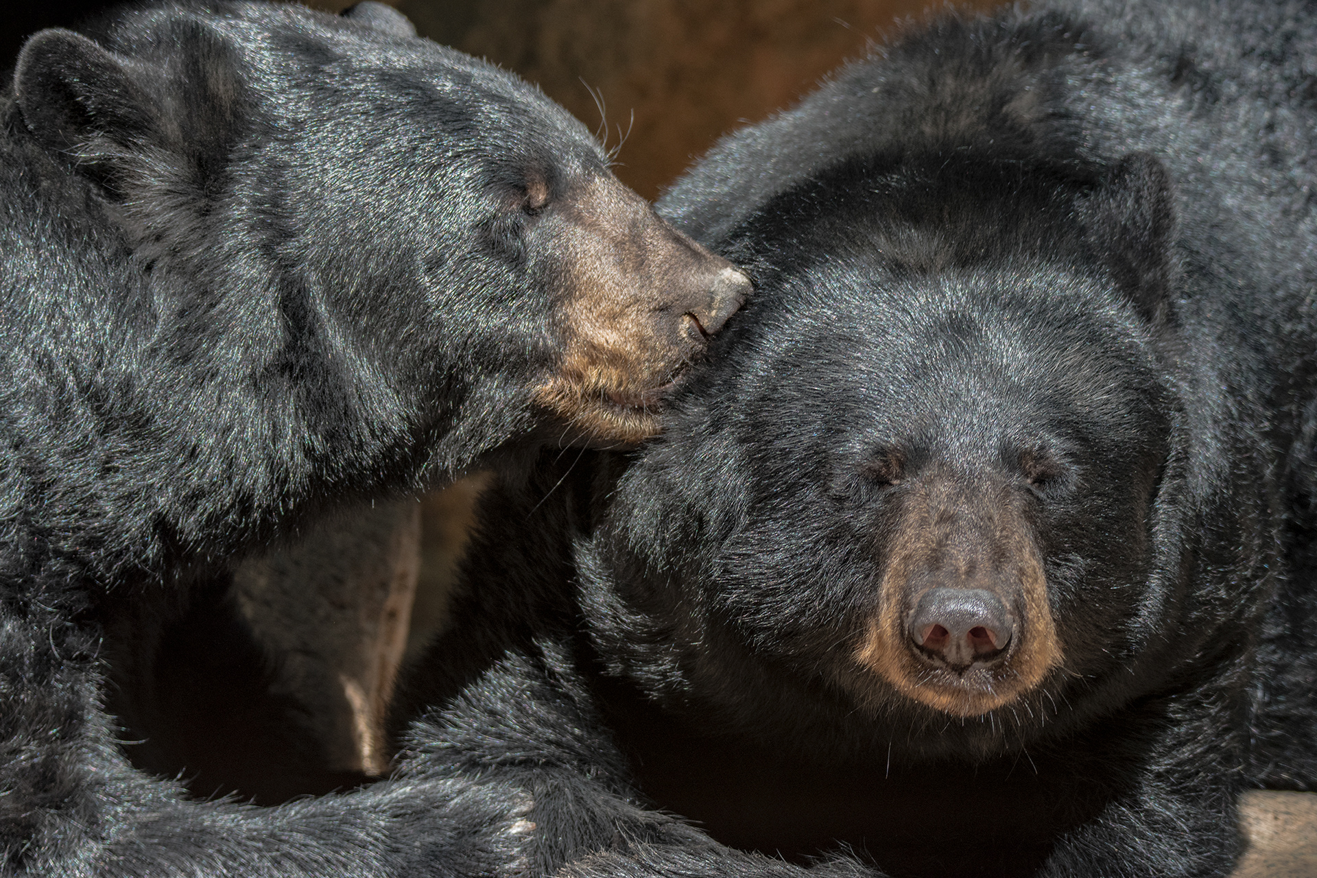 Black Bears, North Carolina Zoo