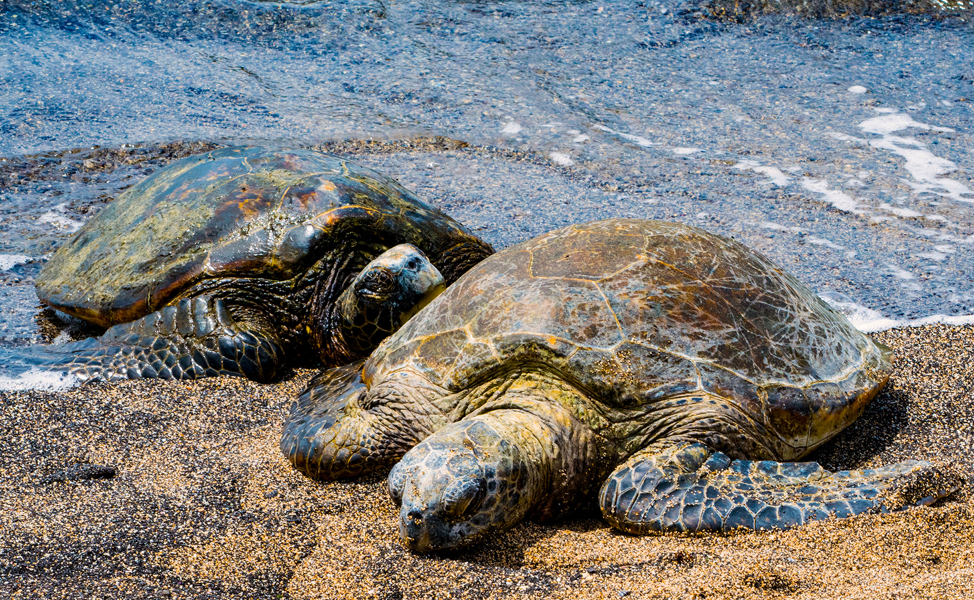 Sea Turtles, Kaloko-Honokohau National Historic Park, Hawaii