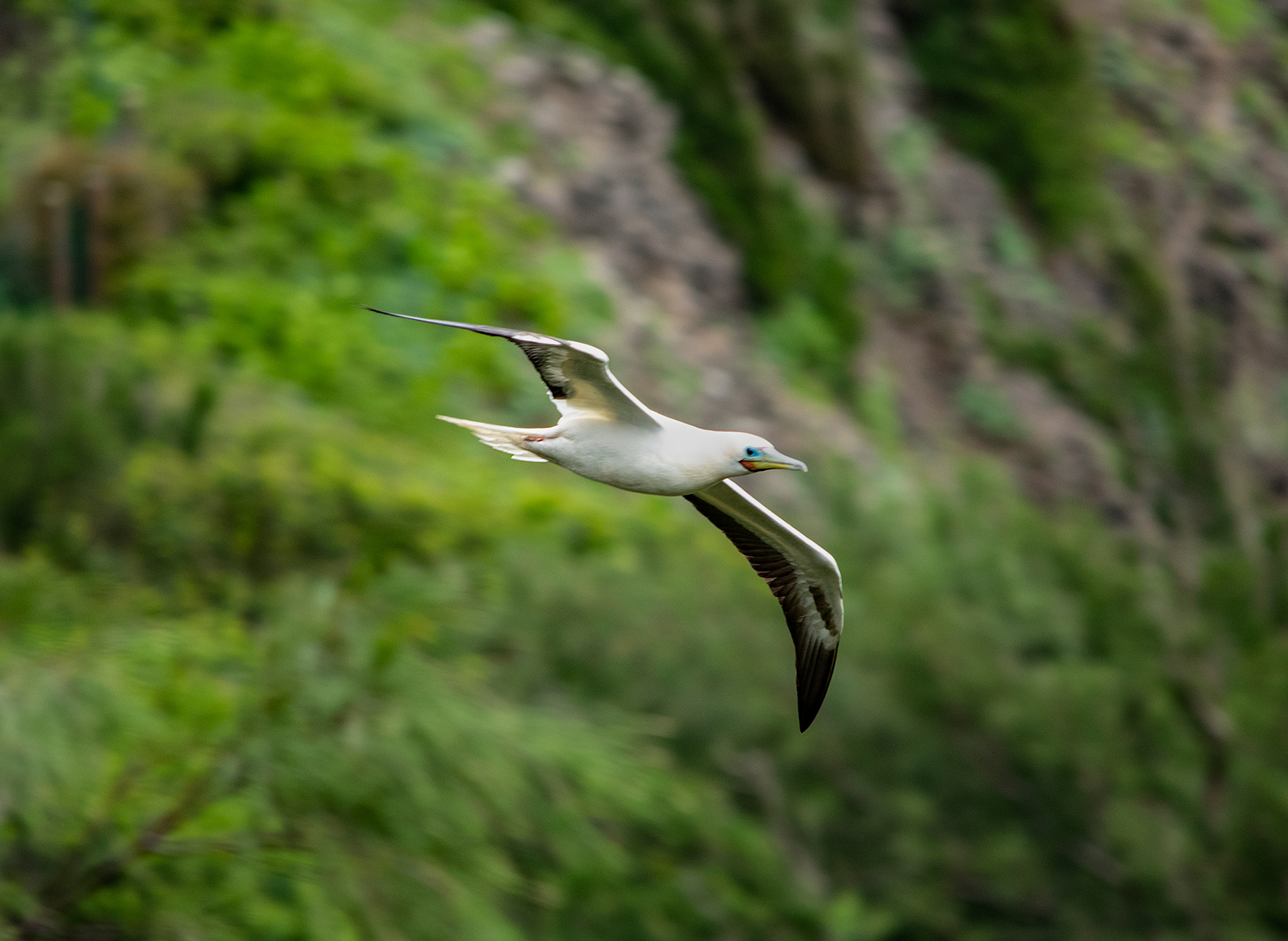 Red Footed Booby, Kilauea Lighthouse, Kauai
