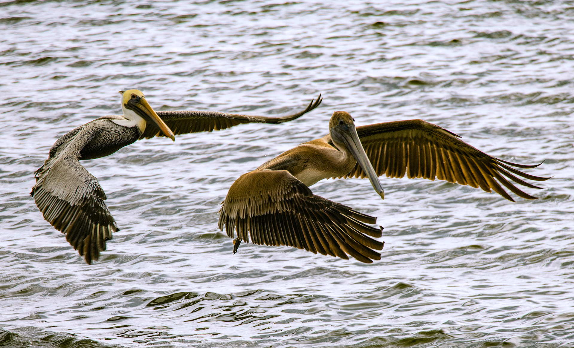 Flight and Fishing School, Adult and Juvenile Brown Pelicans, Melbourne, Florida