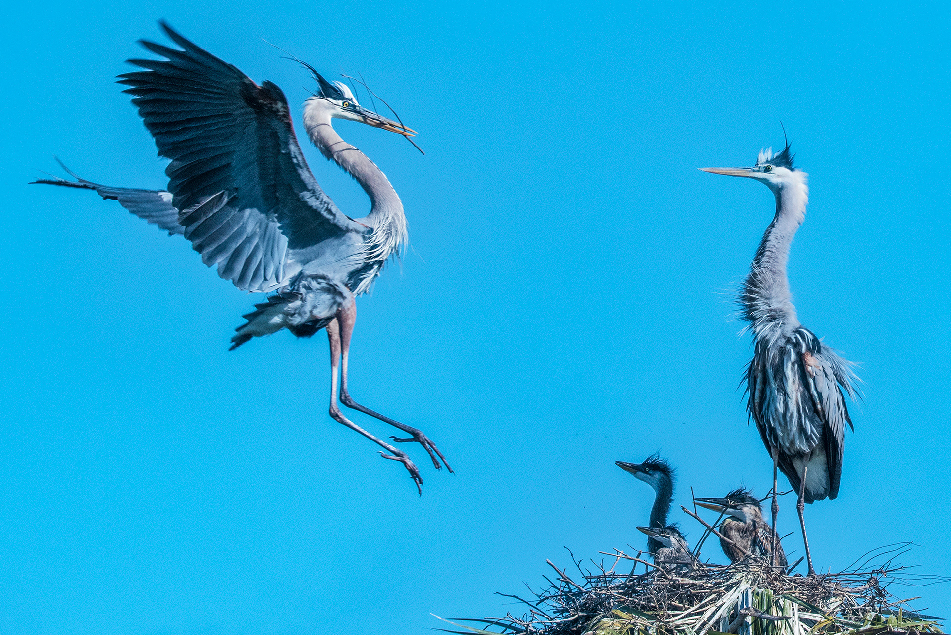 Great Blue Heron Nest, Viera Wetlands, Florida