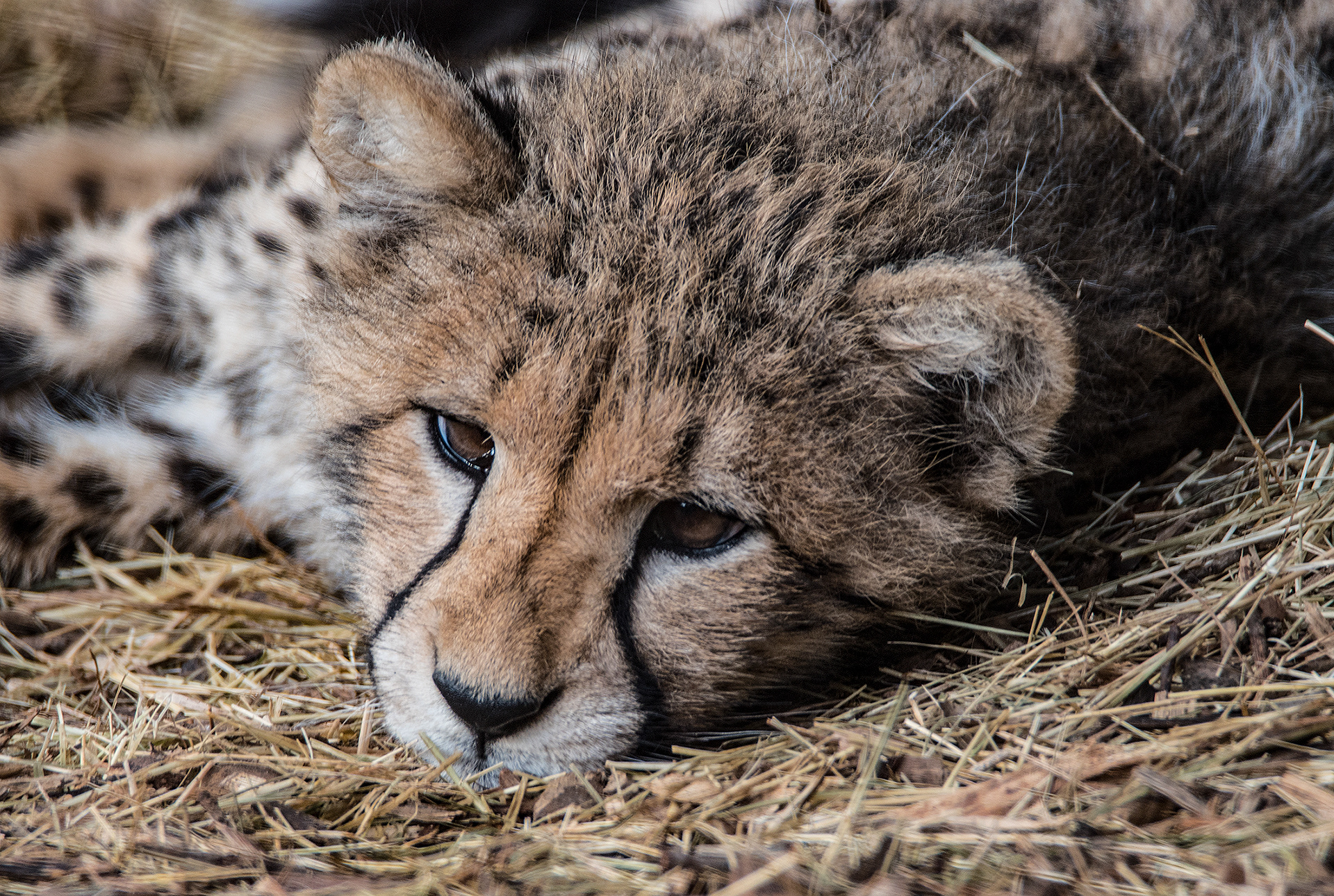 Cheetah Cub, Houston Zoo