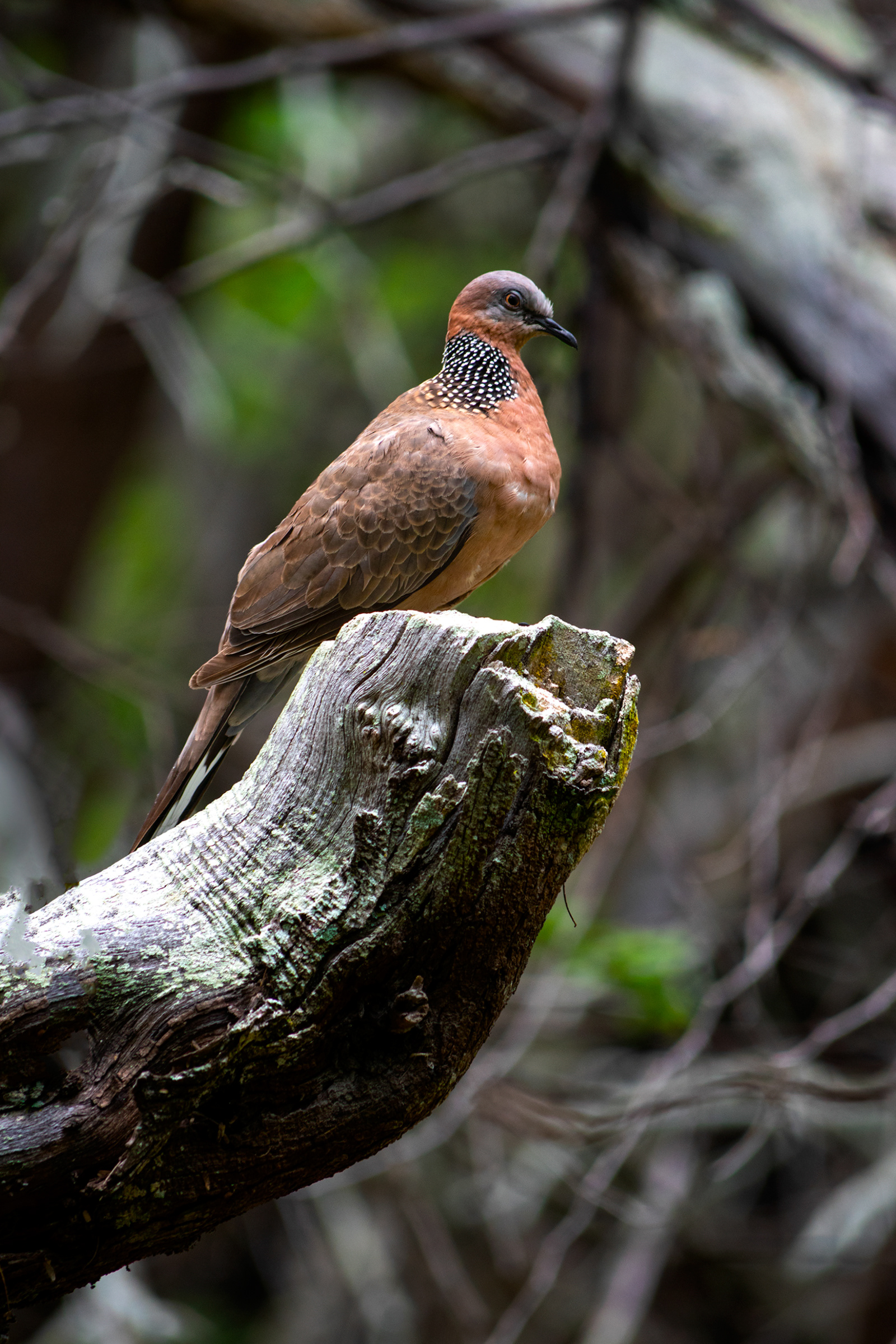 Spotted Dove, Kaloko-Honokohau National Historic Park, Hawaii