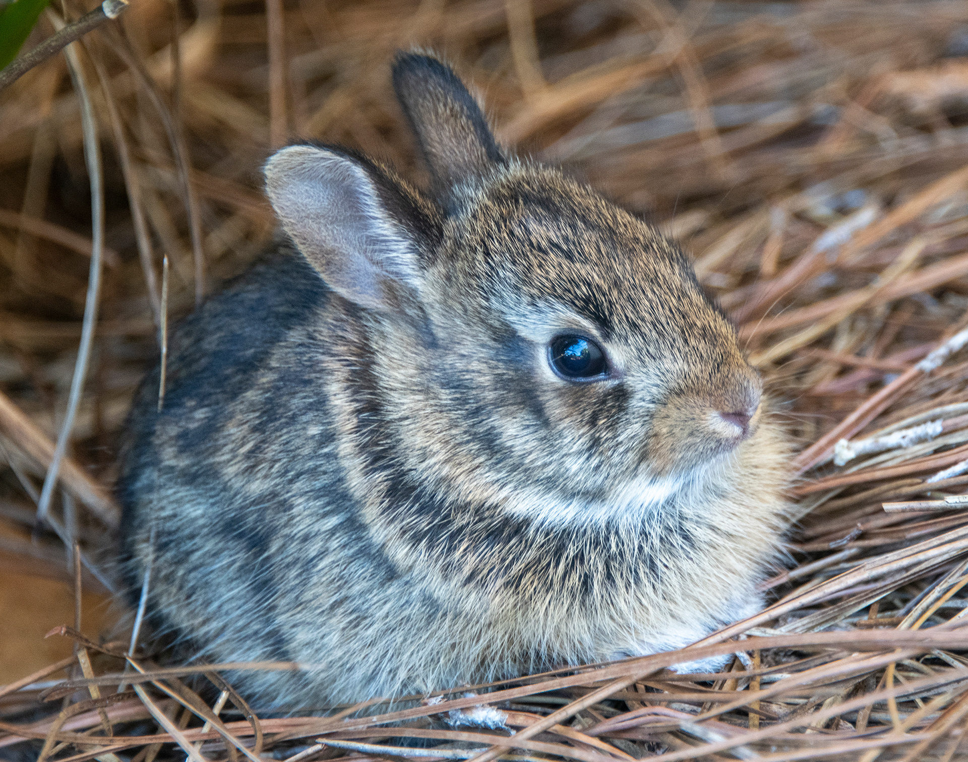 Awwww...Baby Bunny, West Melbourne Yard