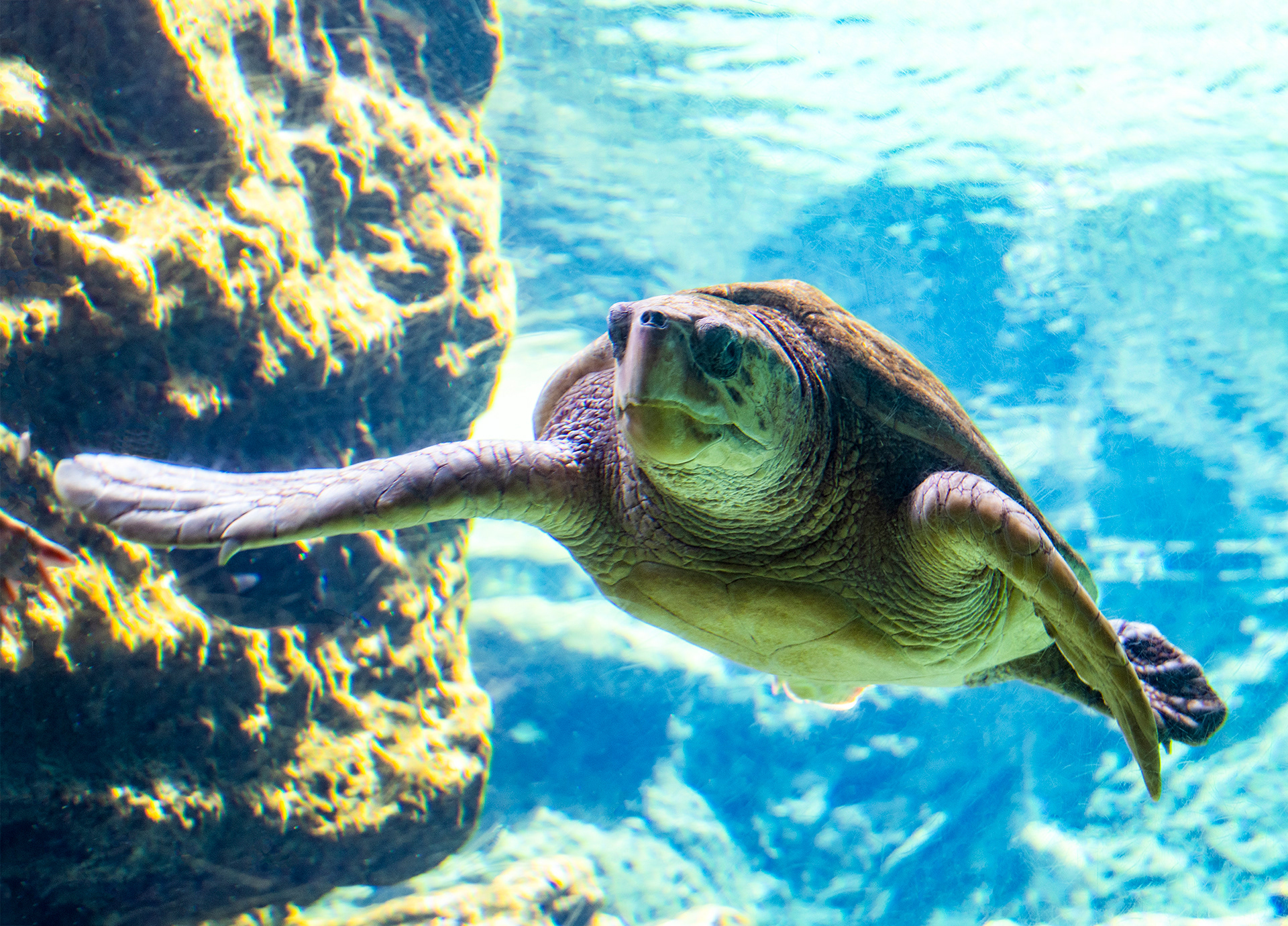 Sea Turtle, Sea World, Florida