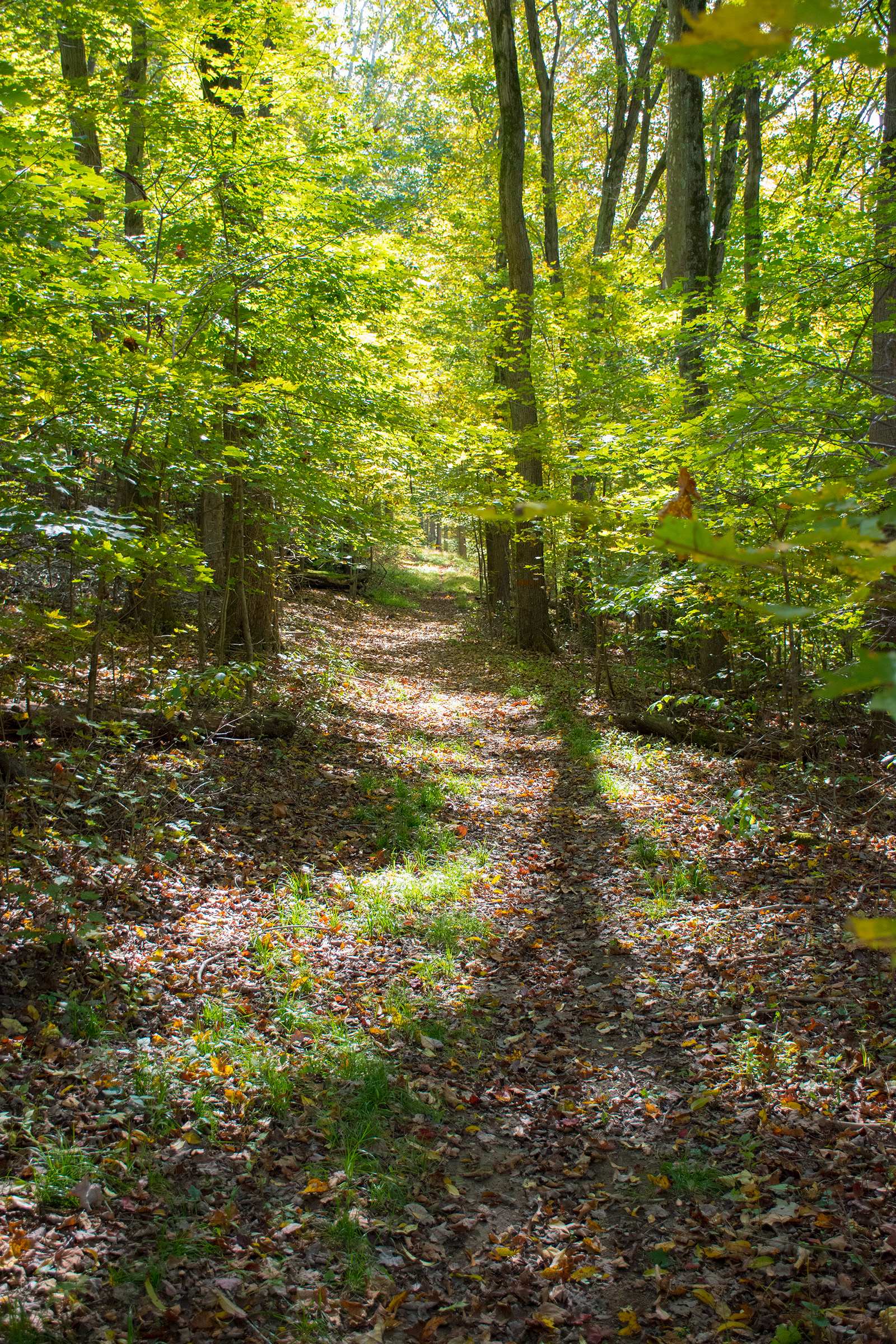 A Walk in the Woods, Ardara, Pennsylvania