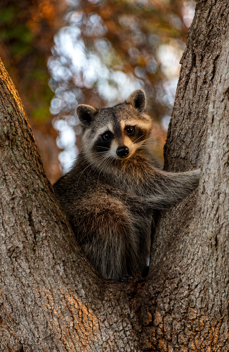 Raccoon, West Melbourne Yard, Florida