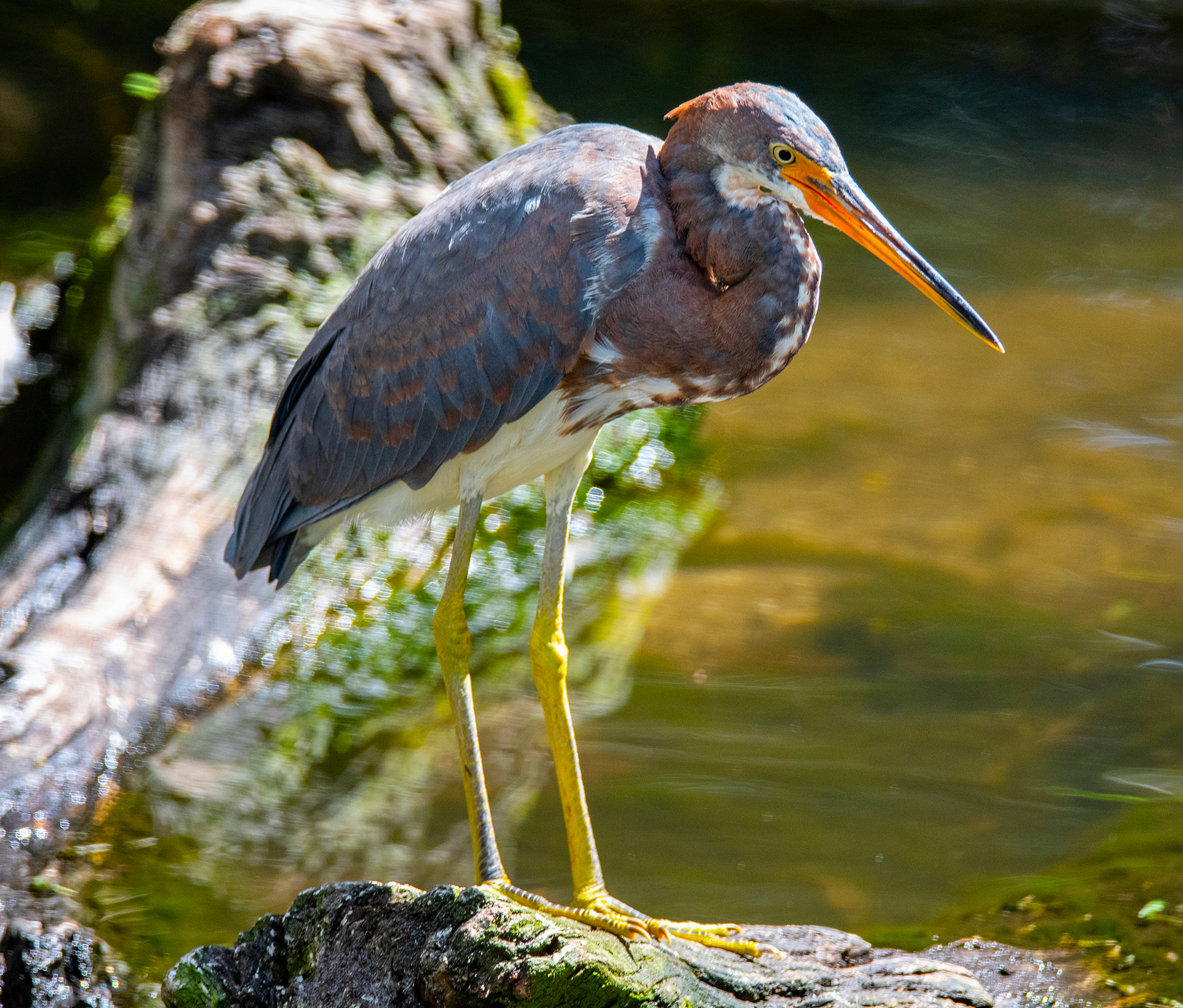 Tri-colored Heron, the Alligator Farm, St. Augustine, Florida