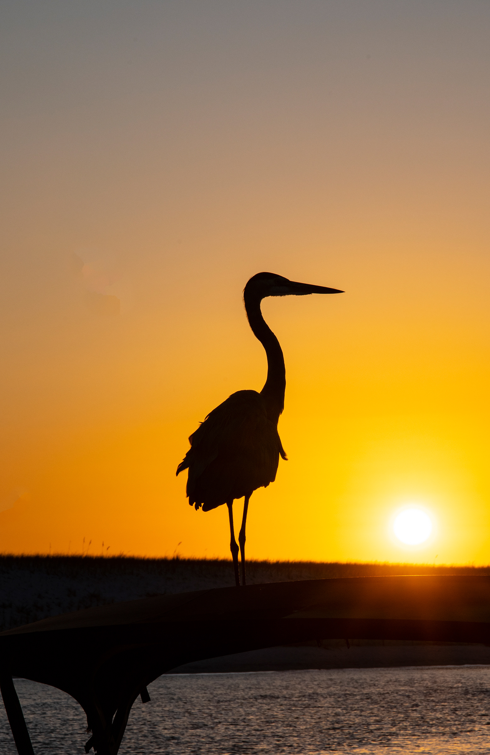 Heron at Sunset, Destin, Florida
