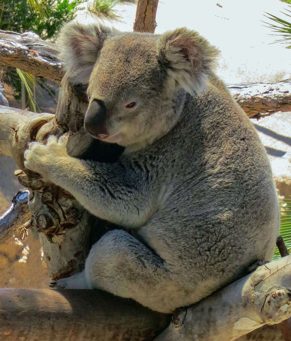 Koala, San Diego Zoo