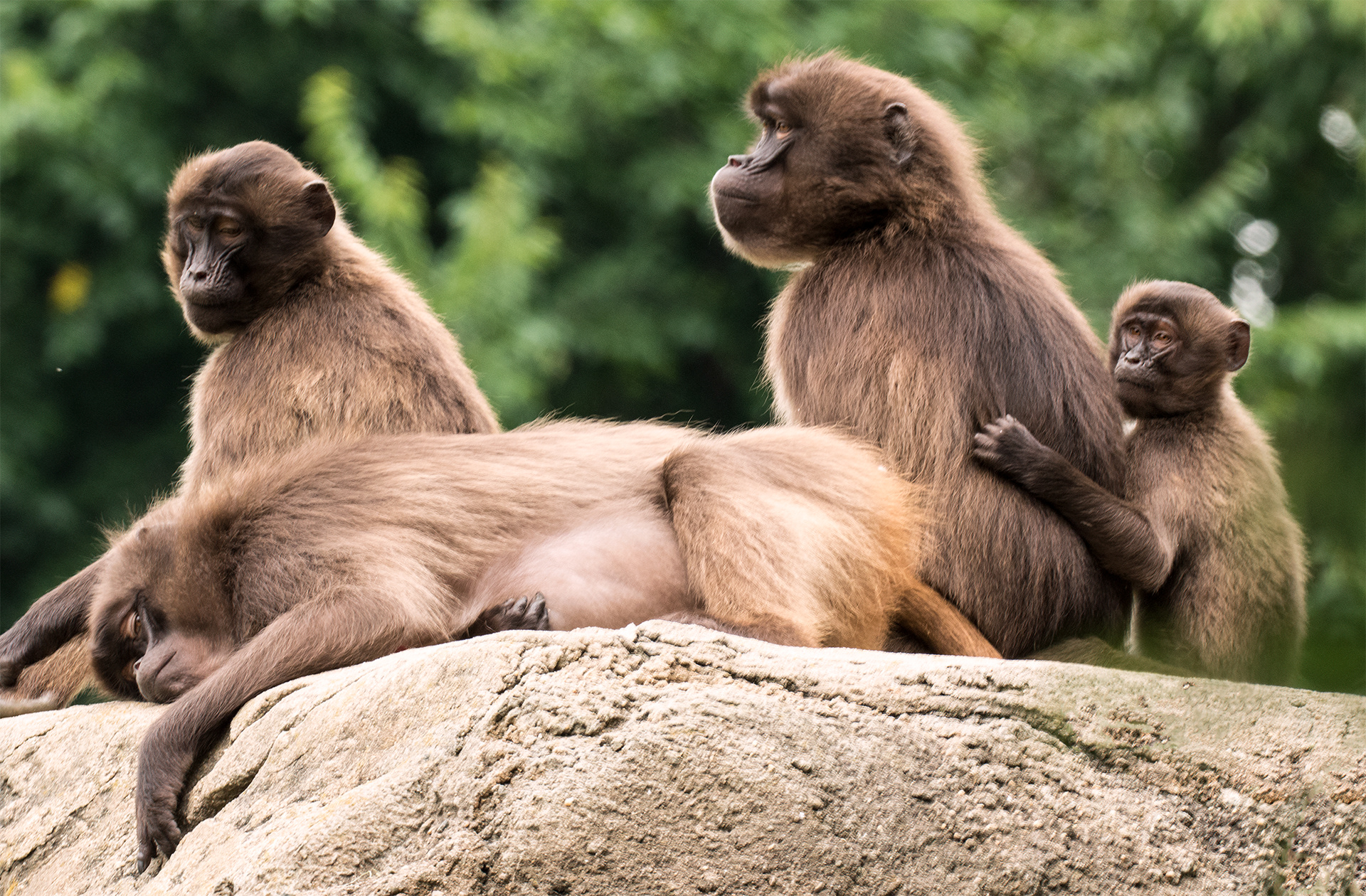 Baboon Family, Bronx Zoo