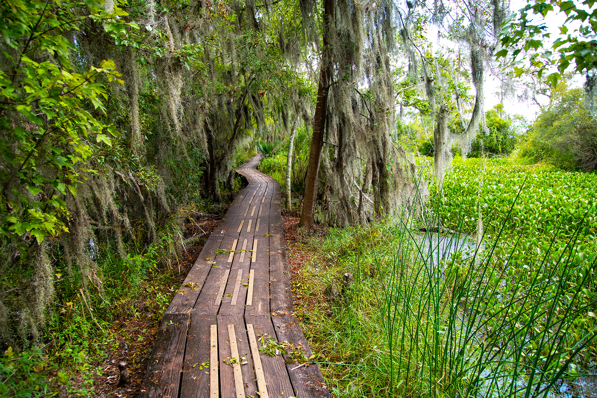 Boardwalk along a Louisiana Bayou, Jean Lafitte Preserve, Louisiana