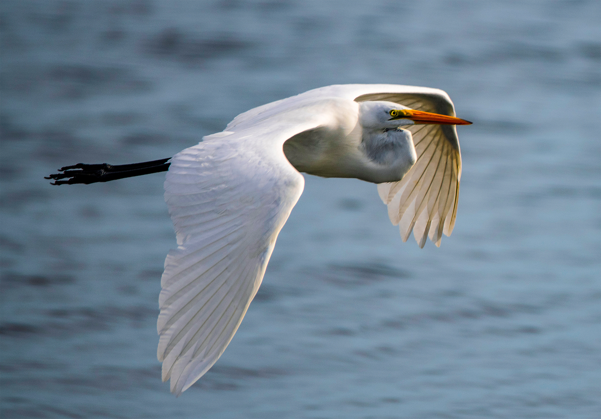 Great Egret Over the Indian River, Melbourne, Florida