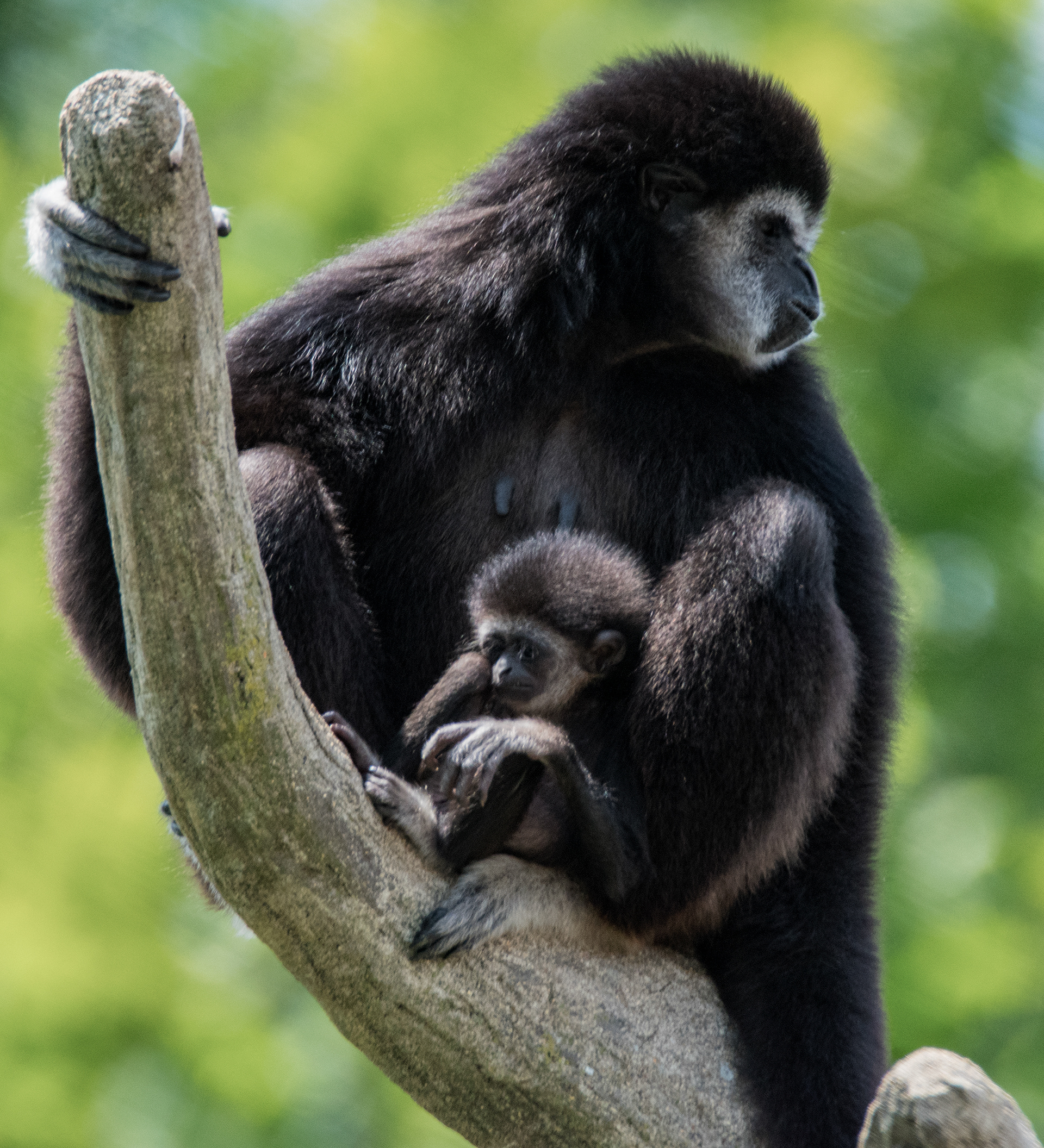 Gibbon Adult and Baby, Columbus Zoo 