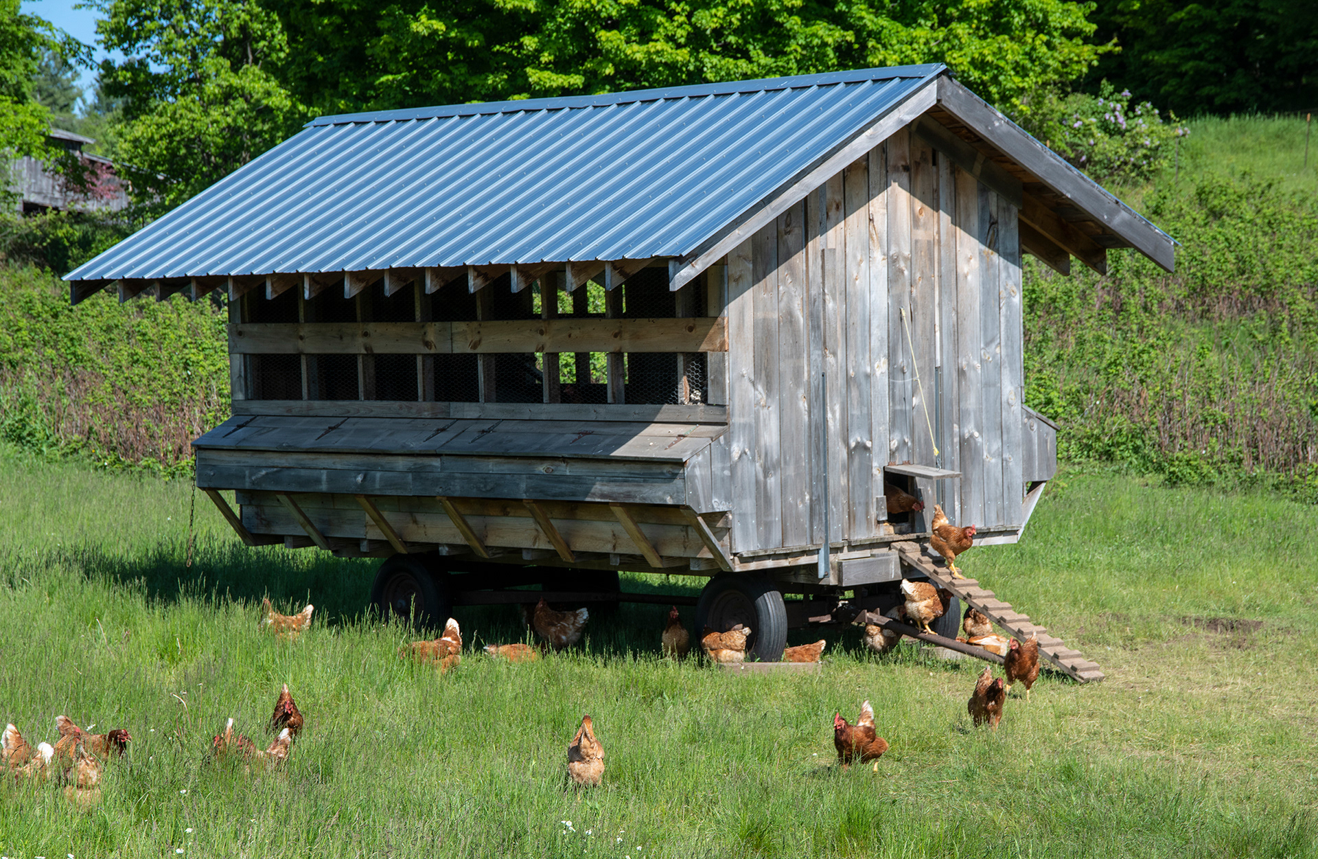 Prarie-raised Chickens, near Colton, New York