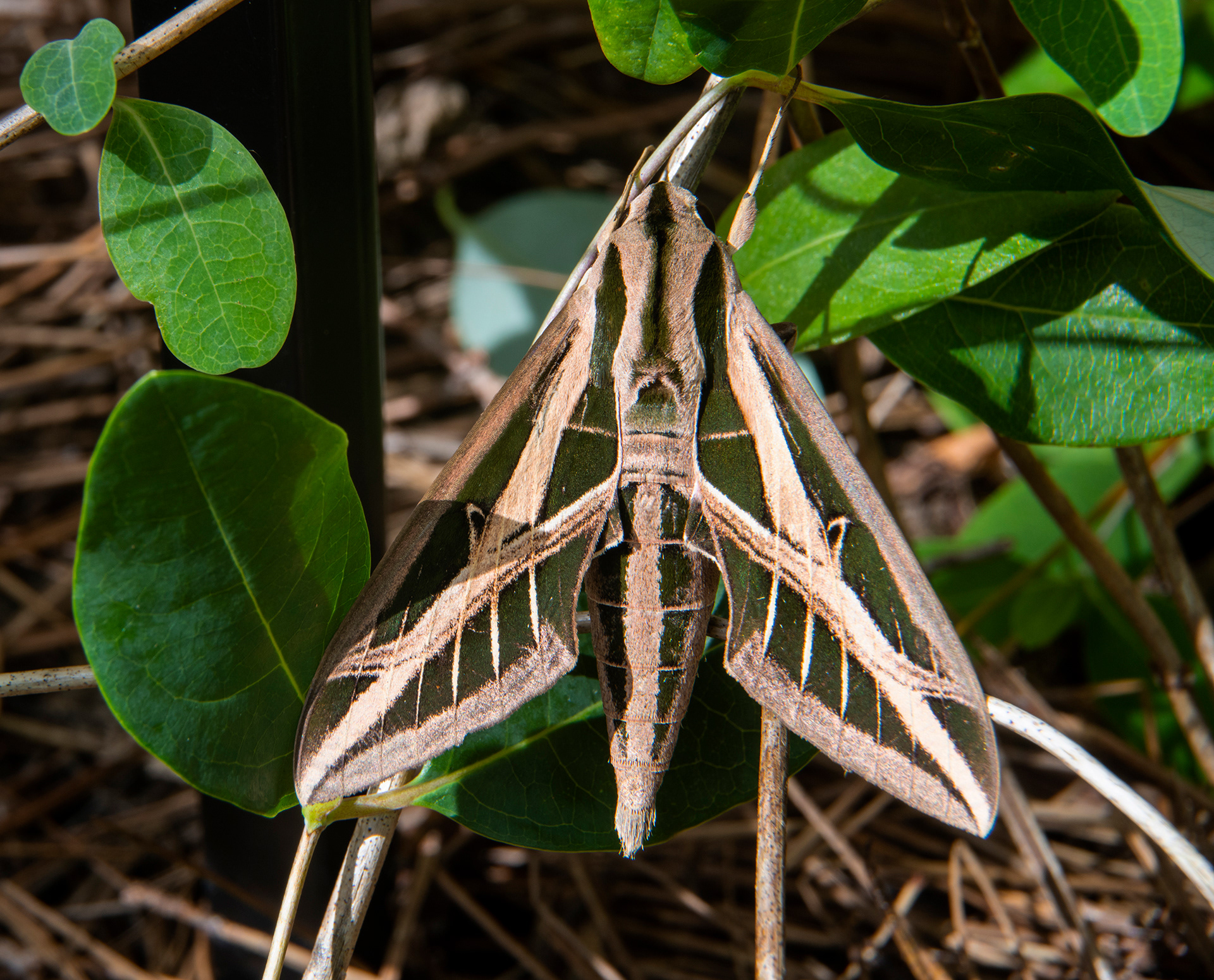 Sphinx Moth, West Melbourne Yard