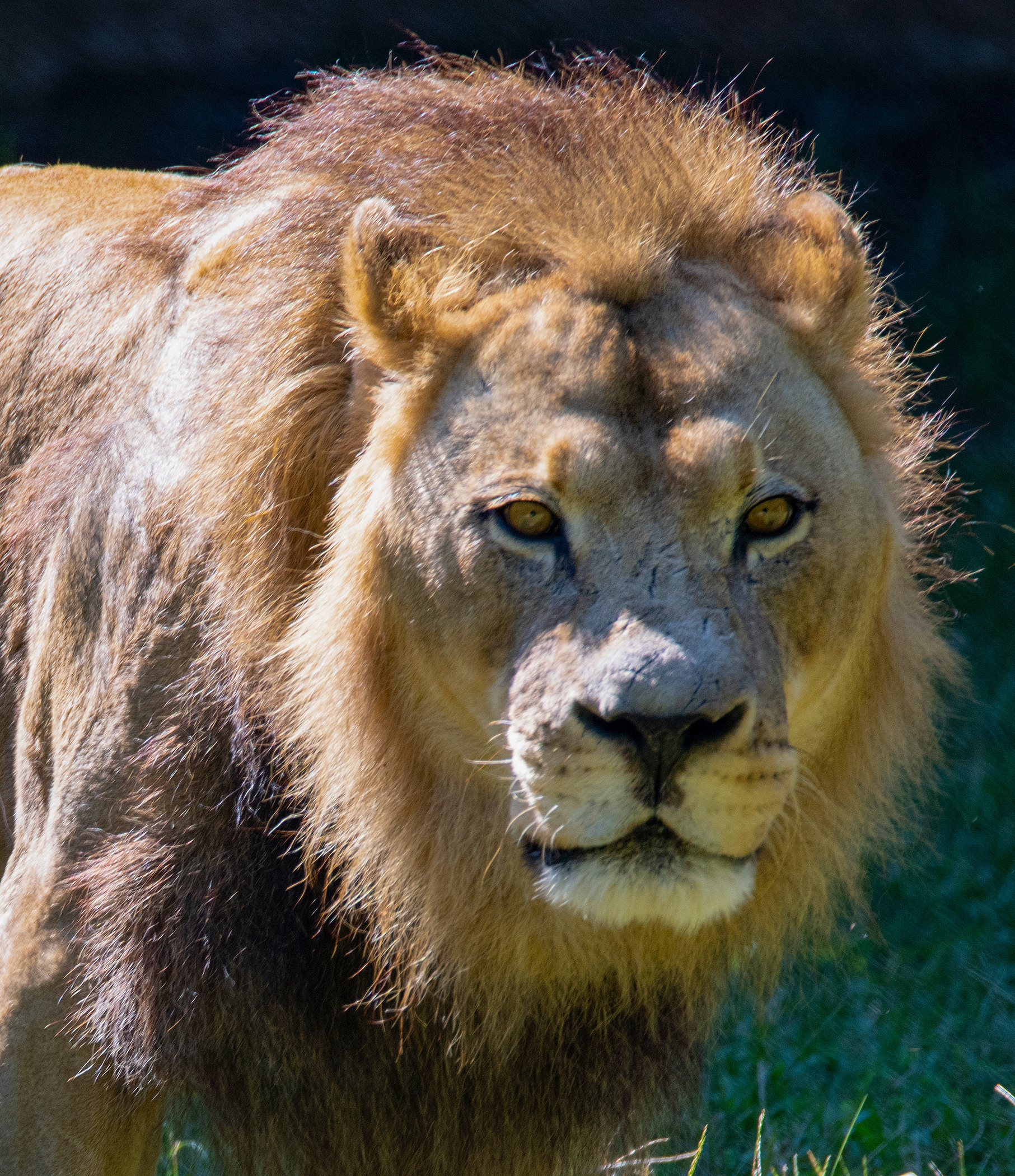 Male Lion, North Carolina Zoo