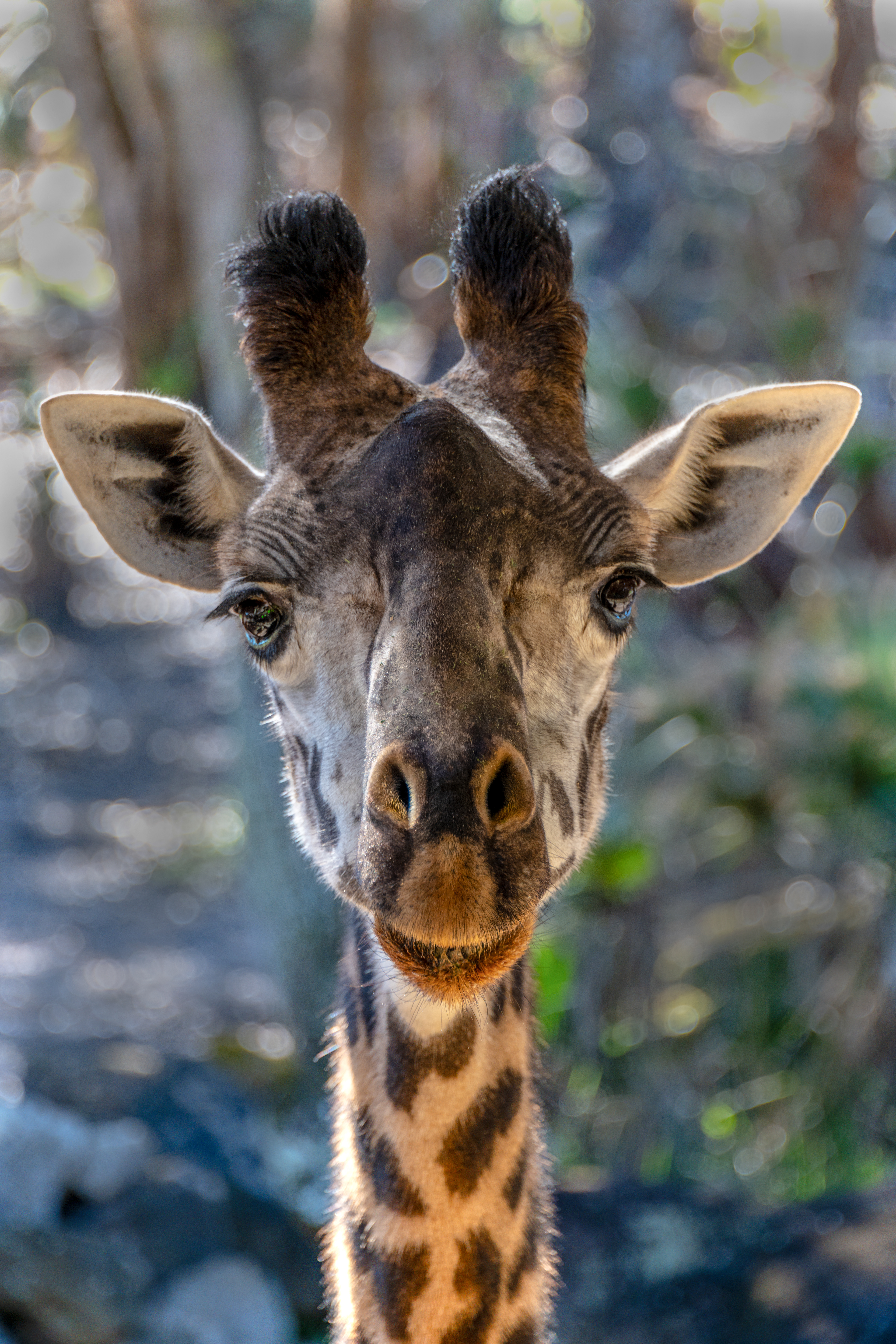 Giraffe, Brevard Zoo
