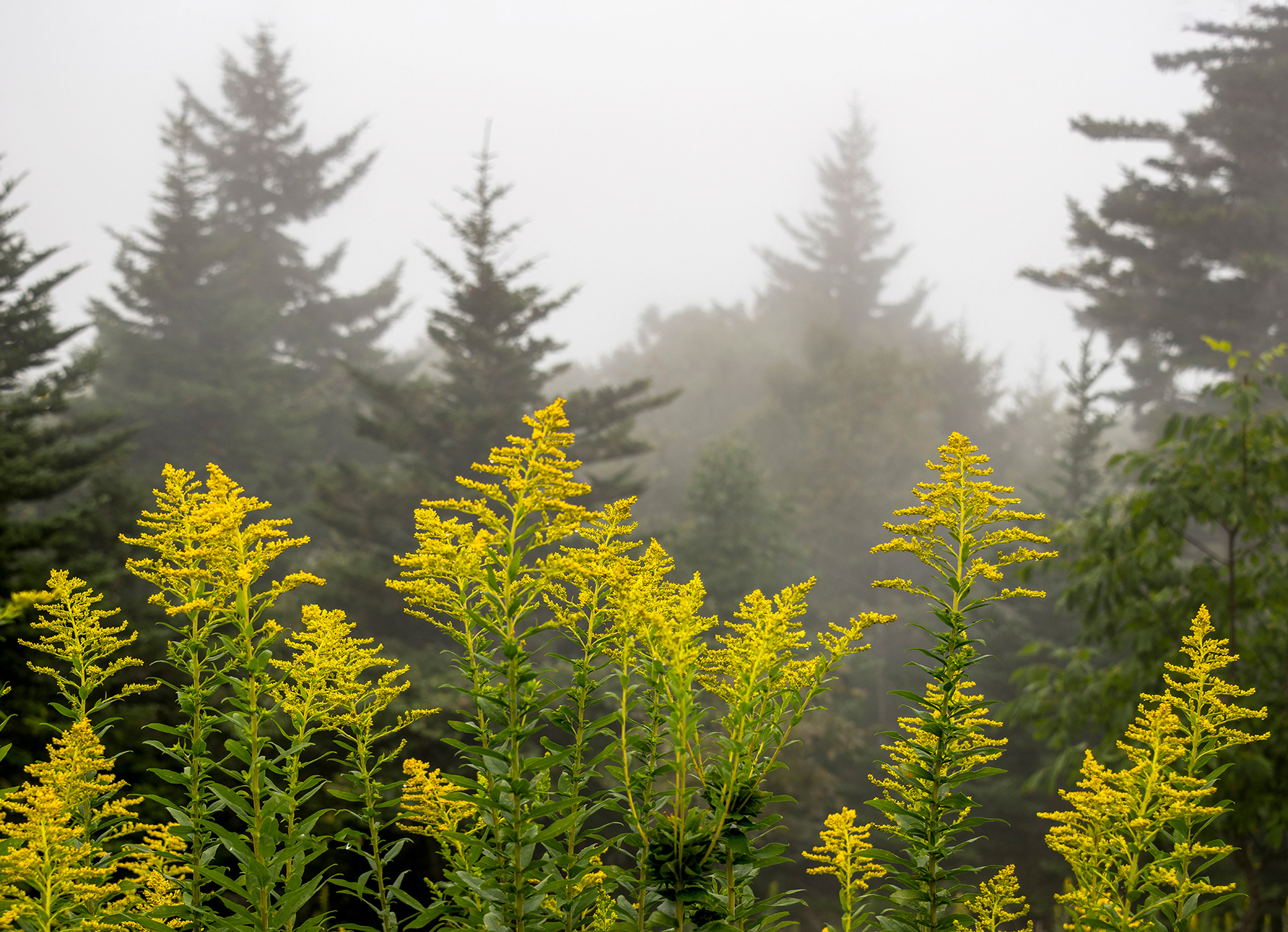Goldenrod on a Foggy Mountaintop, Grandfather Mountain North Carolina