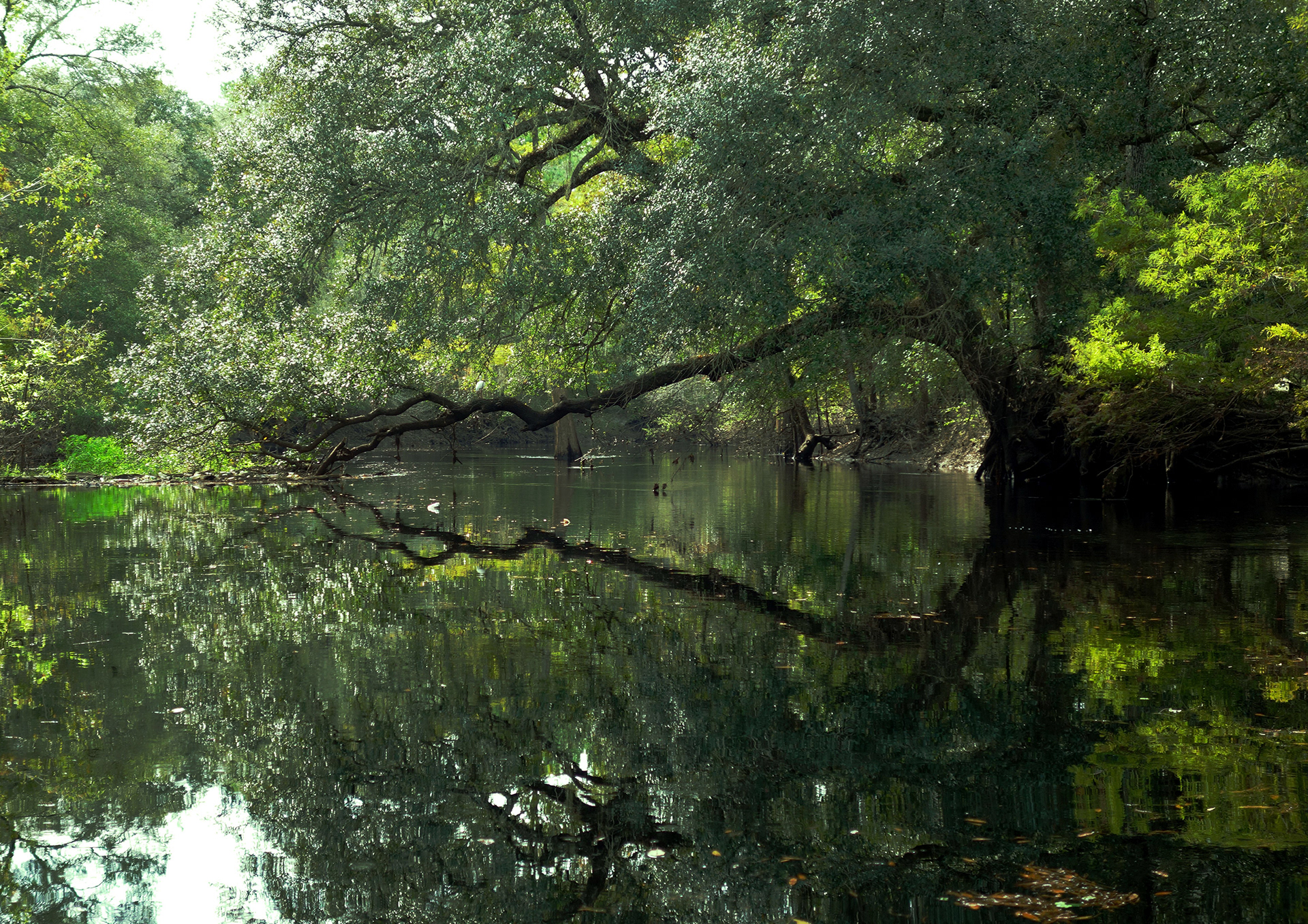 Reflections on the Withlacoochee River, Florida