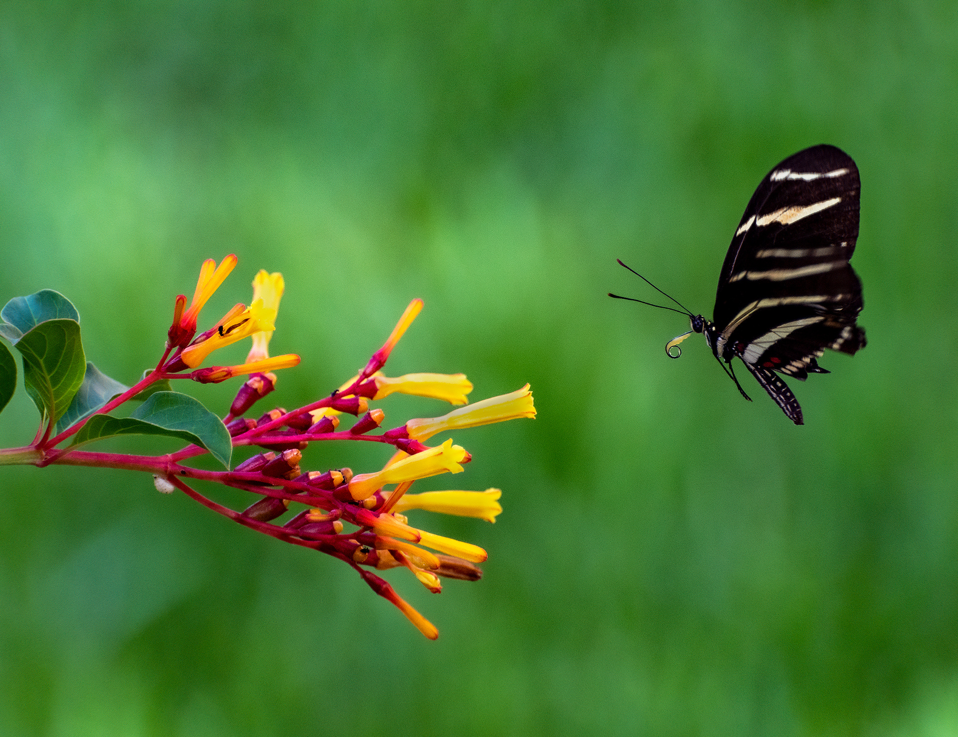 Zebra Longwing Approaching Firebush, West Melbourne Yard